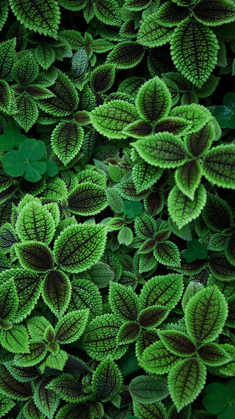 Plant Phone, vibrant green leaves, dark veining, HD Phone Wallpaper