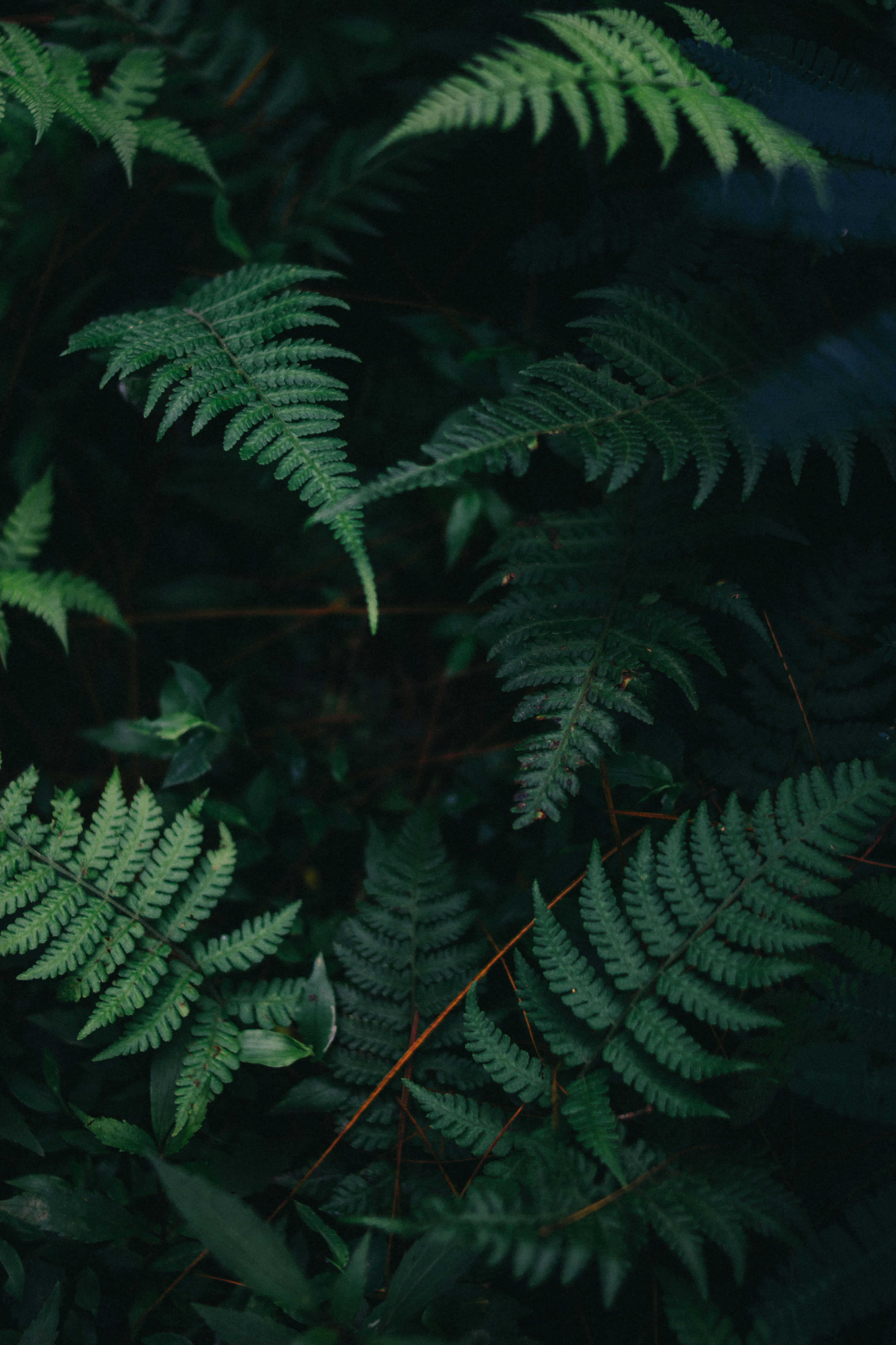 Plant Phone, fern fronds, deep green, 5K Phone Wallpaper