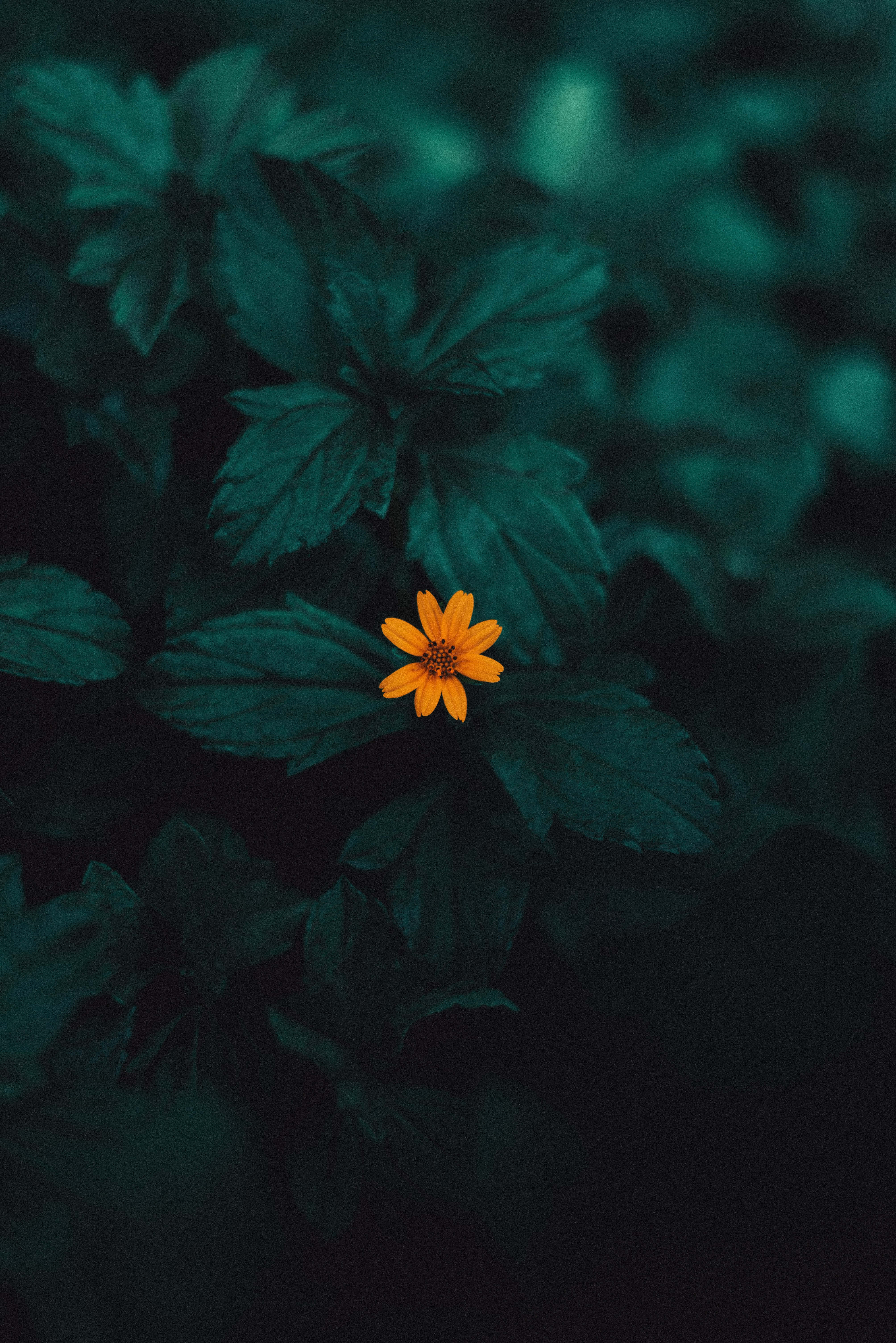 Yellow Flower, Green Plant Phone, Deep Teal Foliage, 5K Phone Wallpaper