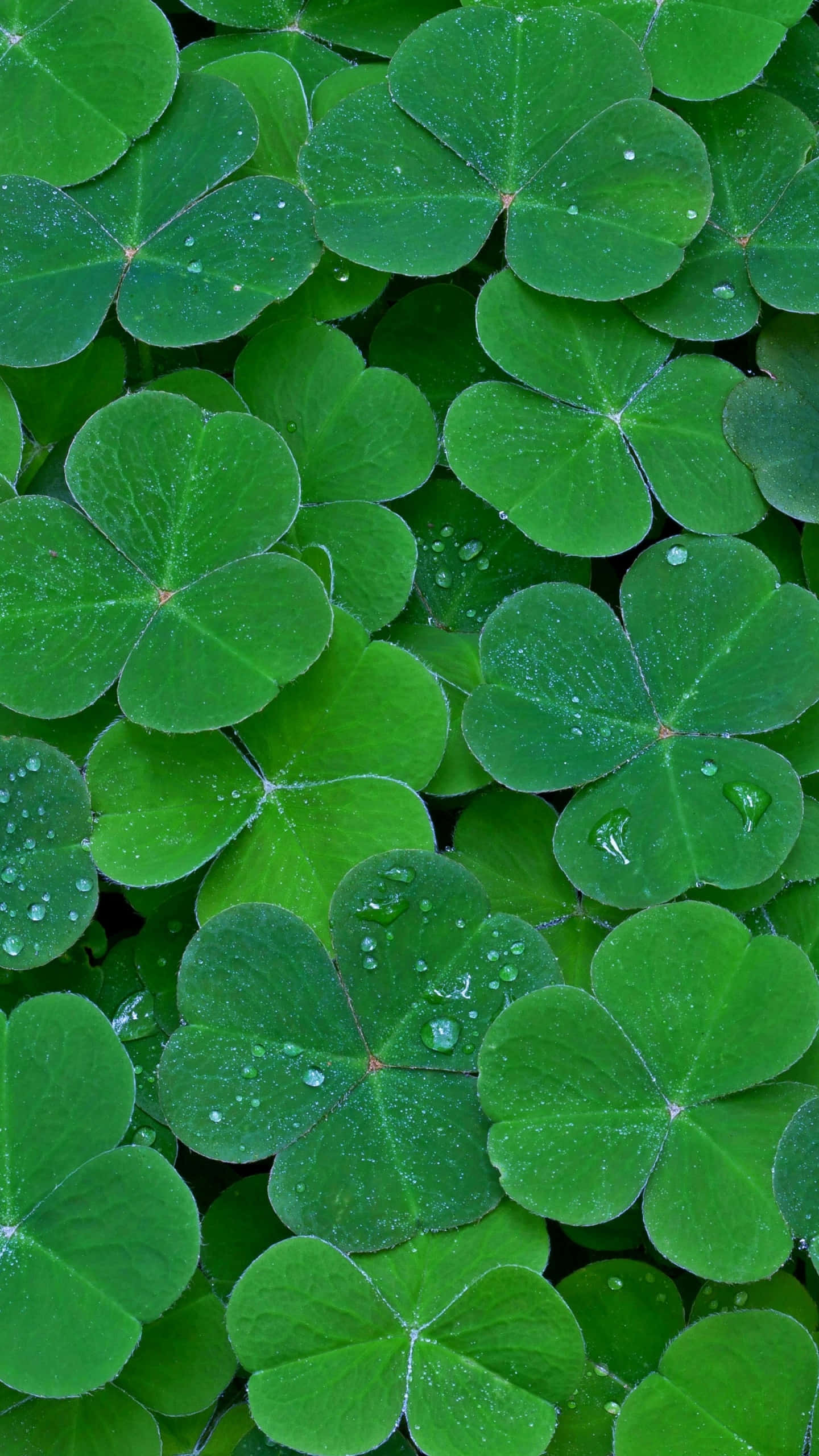 Plant Phone, clover, vibrant green, 2K Phone Wallpaper