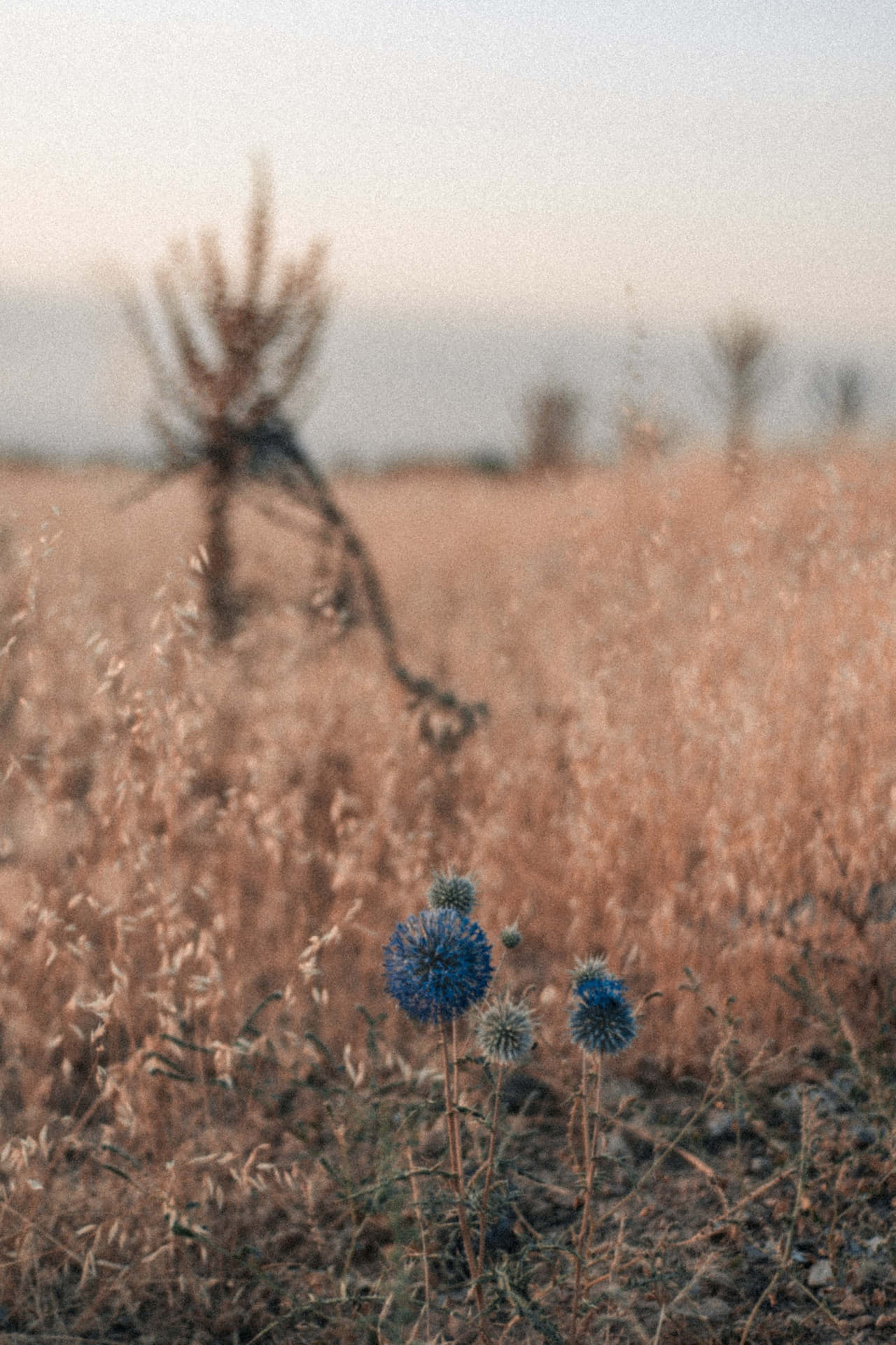dandelion blue flowers phone, vibrant blue thistle flowers, golden-brown grass, Full HD Phone Wallpaper