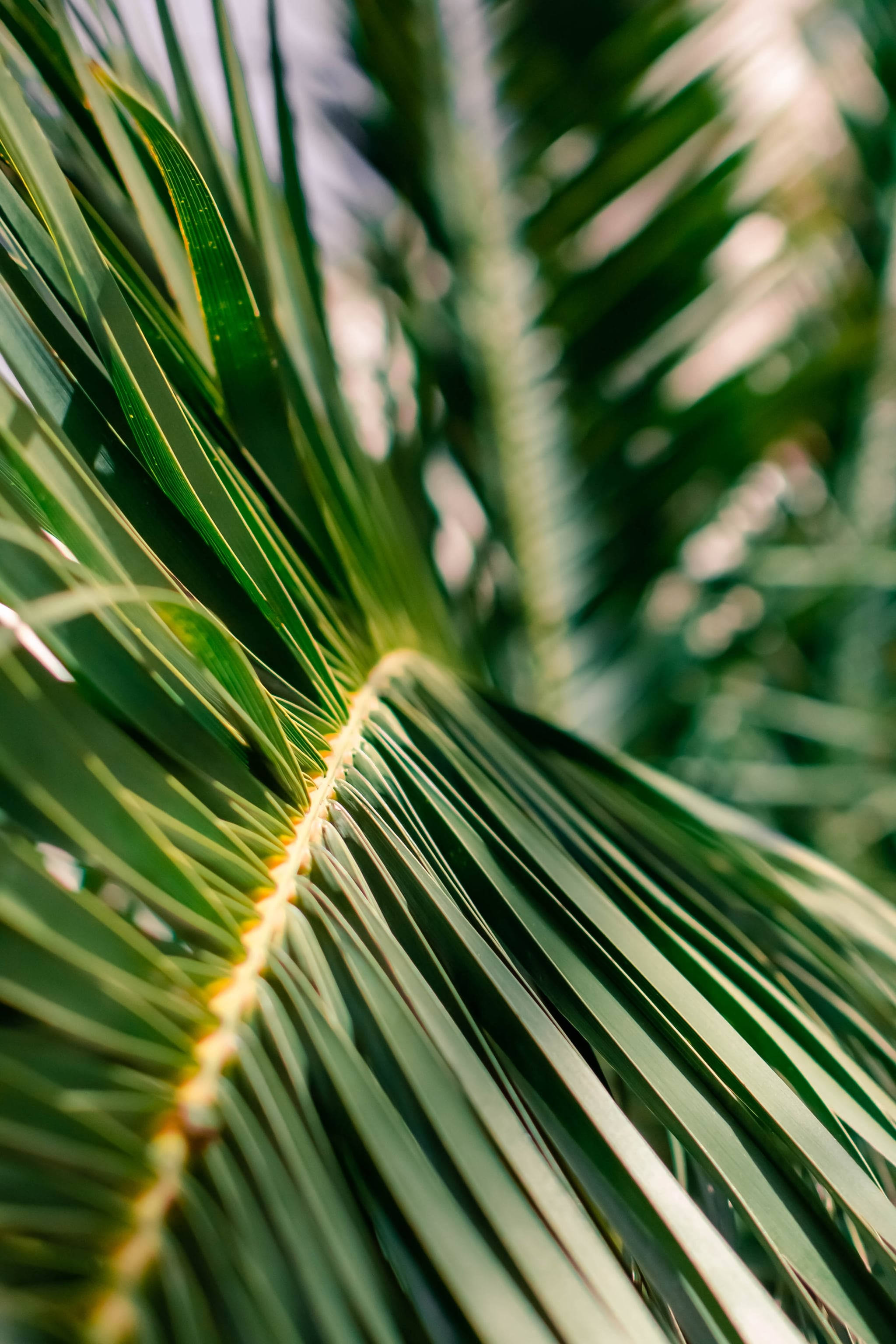 palm leaf, vibrant green, sunlit highlights, 2K Phone Wallpaper