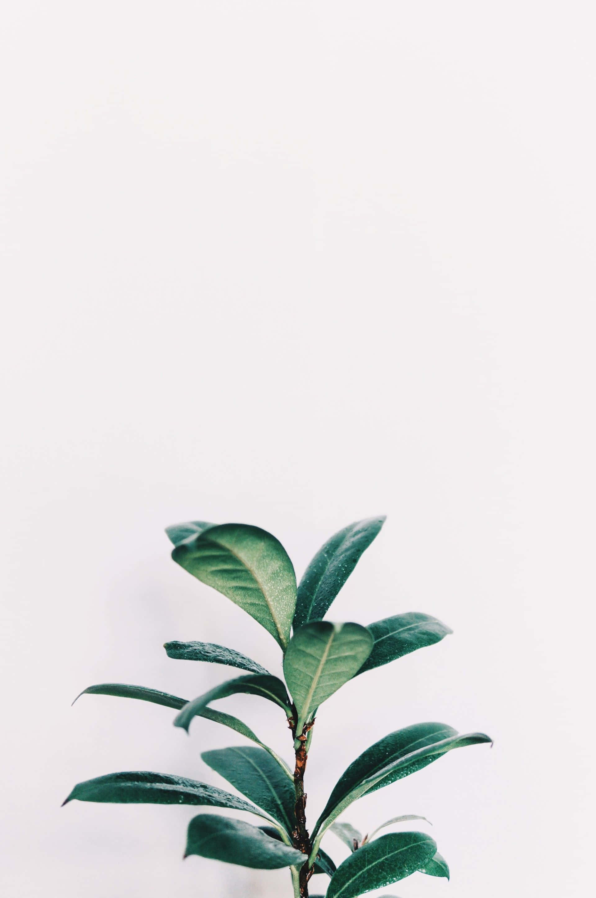 green leafy plant, minimalist white background, soft shadows, 2K Phone Wallpaper