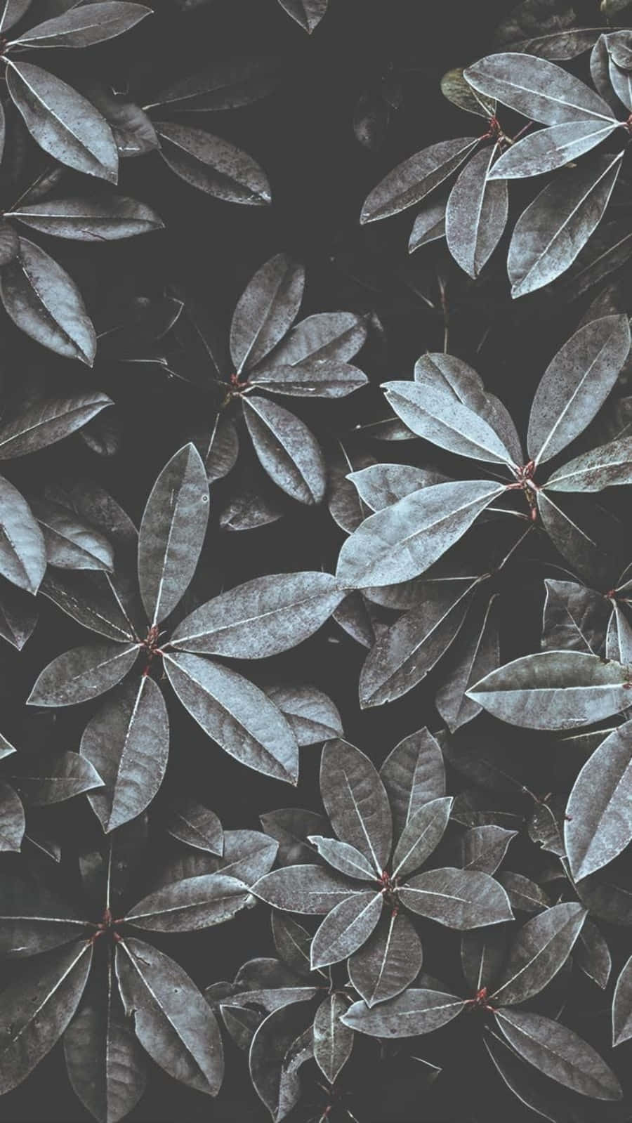 Plant Aesthetic Phone, Dark moody leaves, Silver highlights, HD Phone Wallpaper