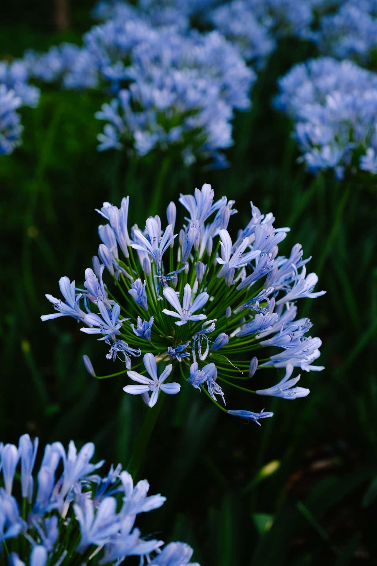 African Lilies, blue flowers, agapanthus, Full HD Phone Wallpaper