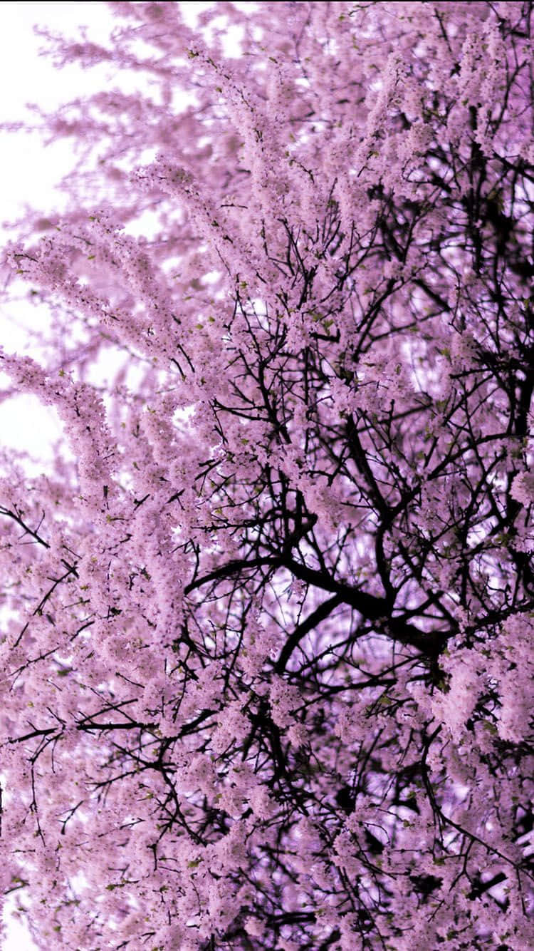 Tree Phone, purple, pink blossoms, HD Phone Wallpaper