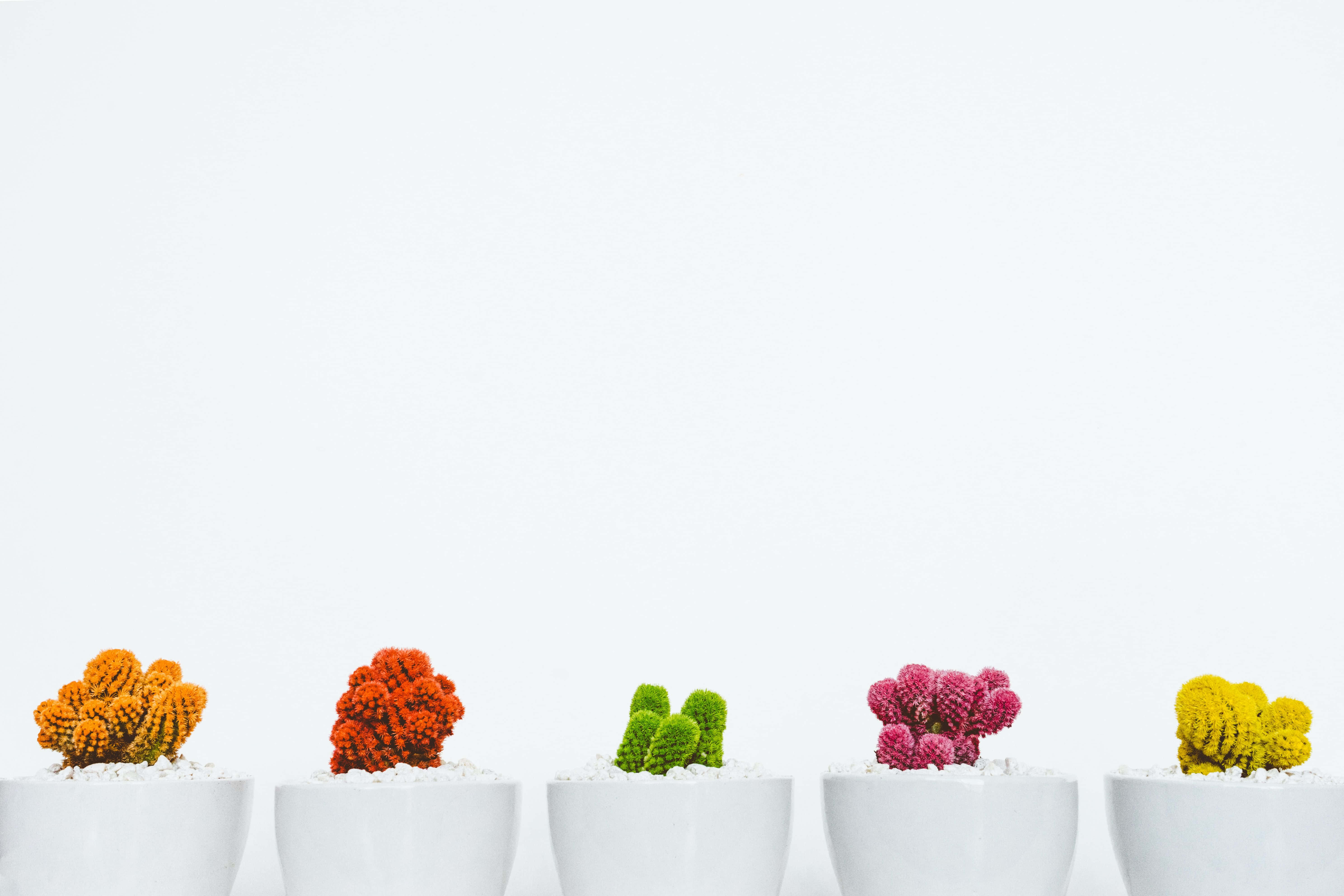 minimalist plant desktop, cacti, white pots, 5K Desktop Wallpaper