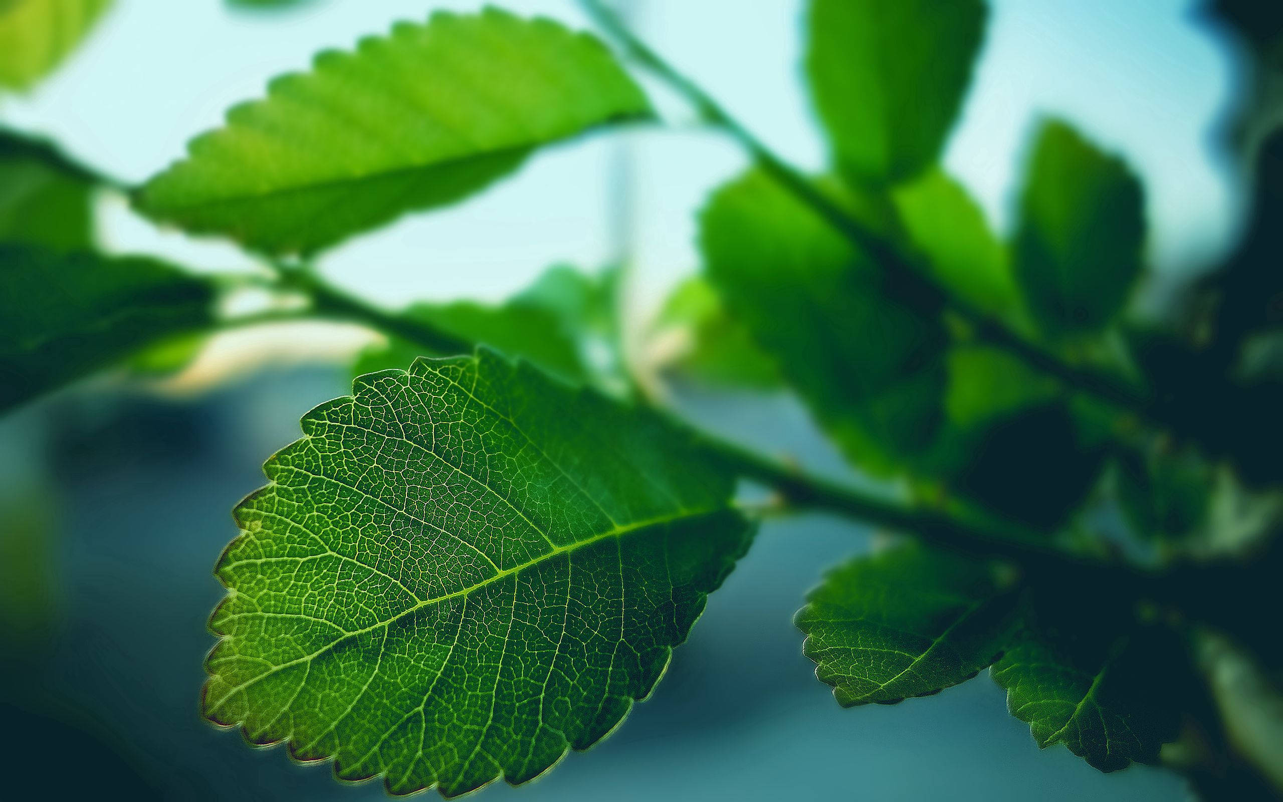vibrant green leaves, intricate vein patterns, soft blurred background, 2K Desktop Wallpaper