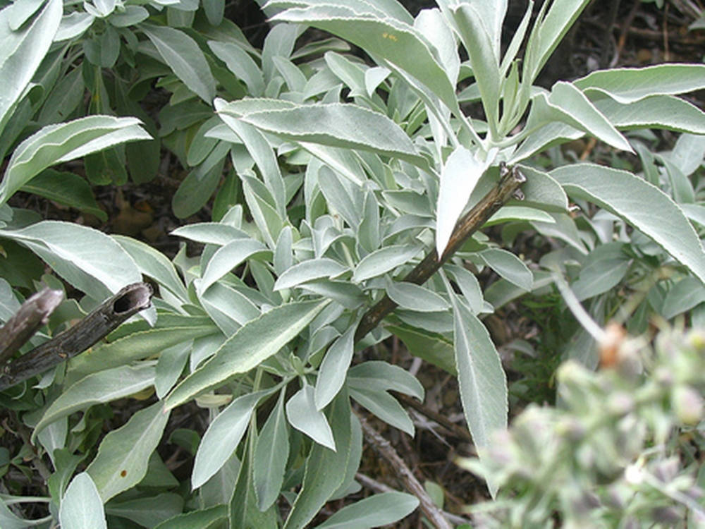 pale green sage, silvery-green sagebrush, textured stems, SD Desktop Wallpaper