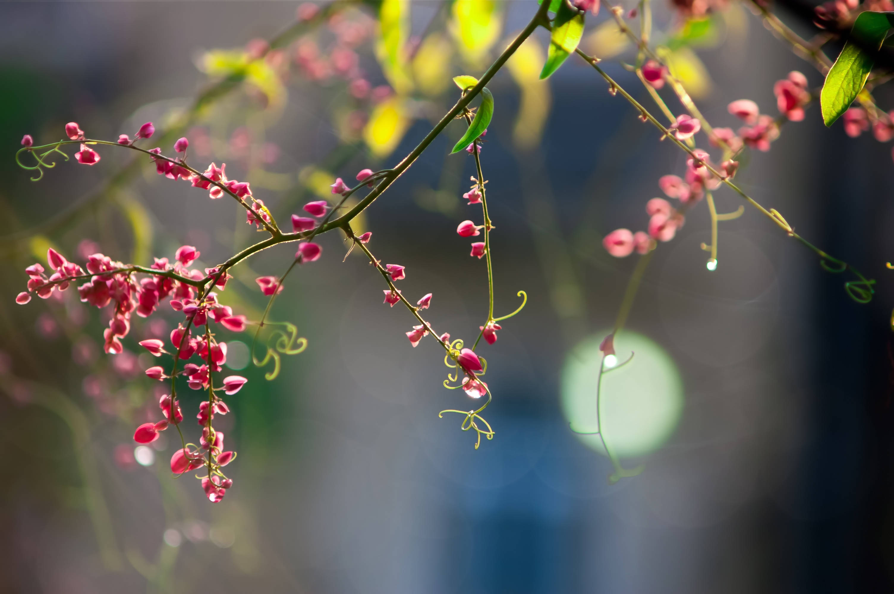 branch plant of flowers, pink blossoms, slender vines, 2K Desktop Wallpaper