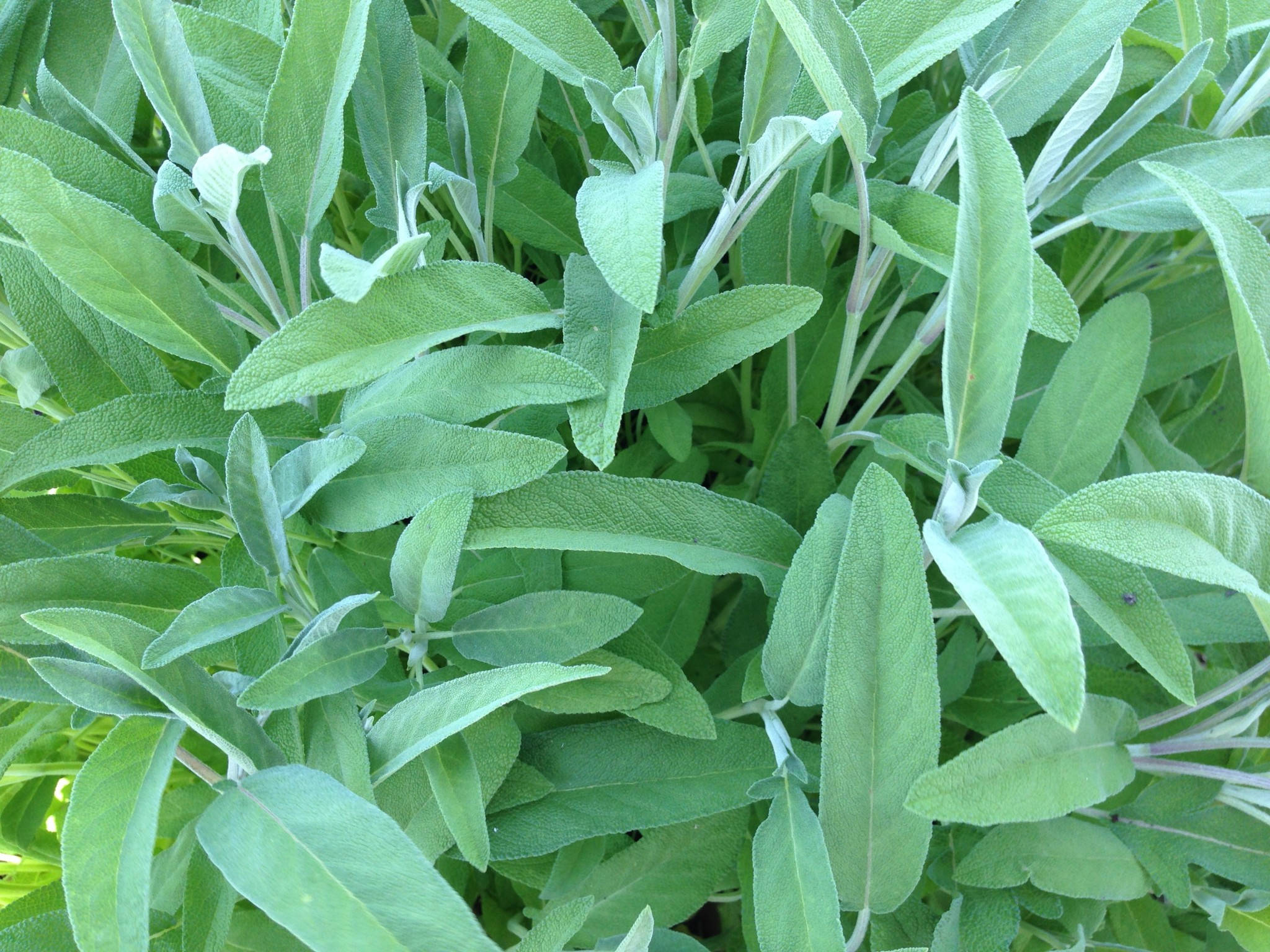 herb sage plant, vibrant green, soft silvery undersides, Full HD Desktop Wallpaper