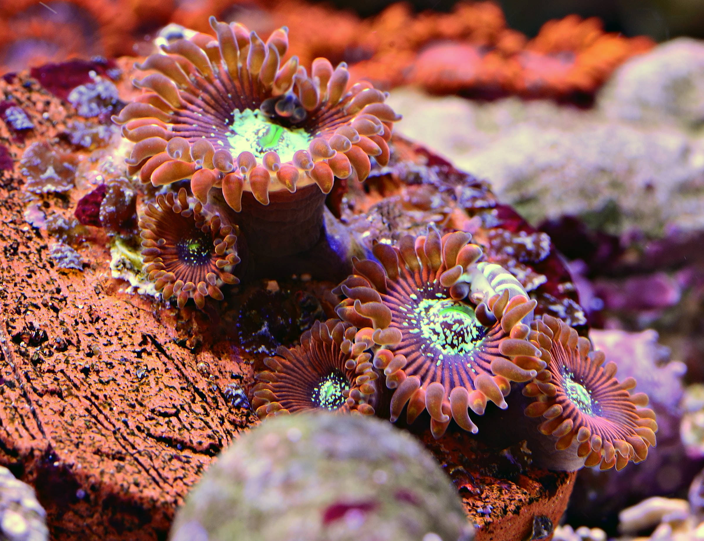 coral reef, sea anemones, orange, Full HD Desktop Wallpaper