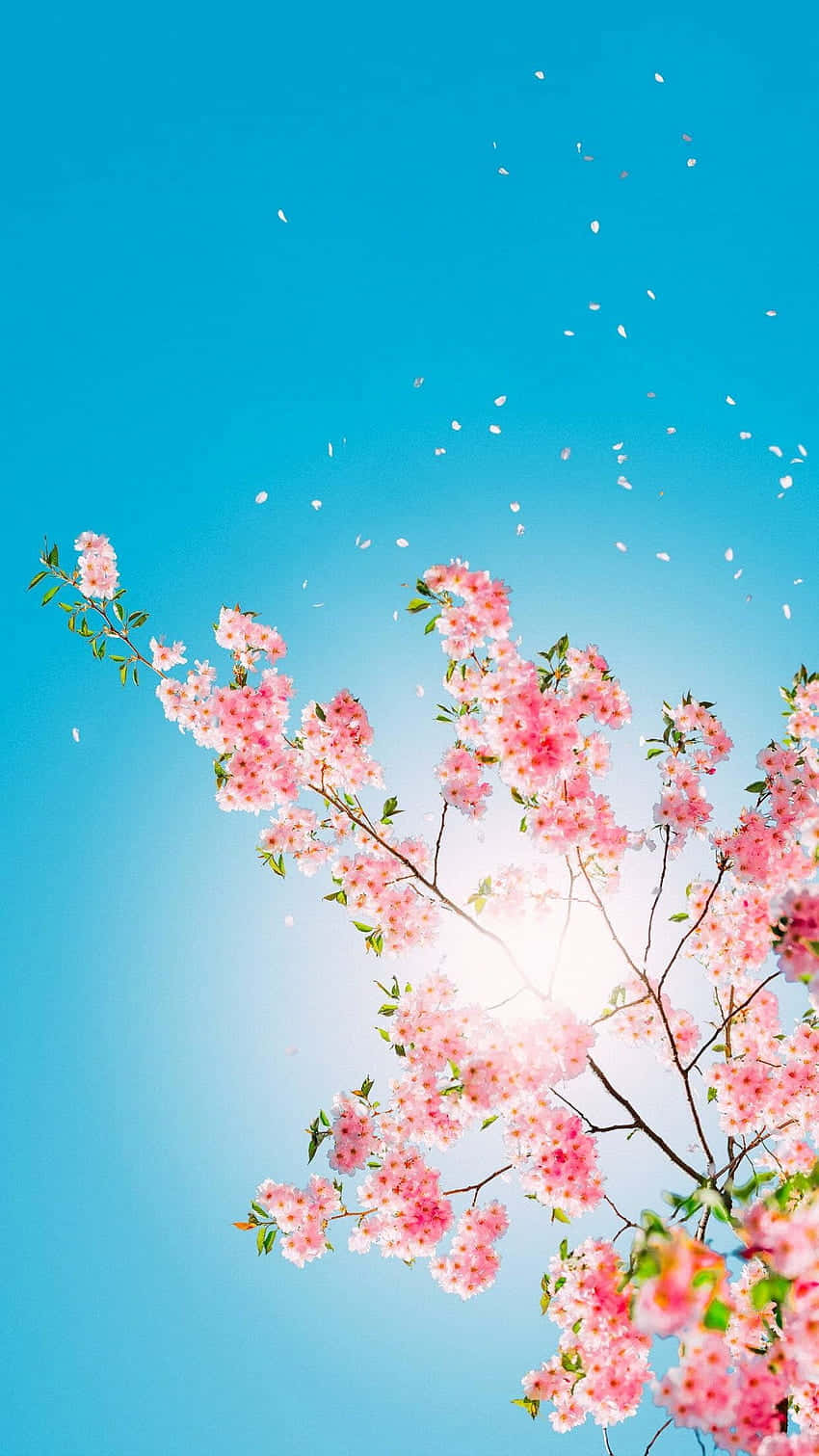 cherry blossom, pink, clear blue sky, HD Phone Wallpaper