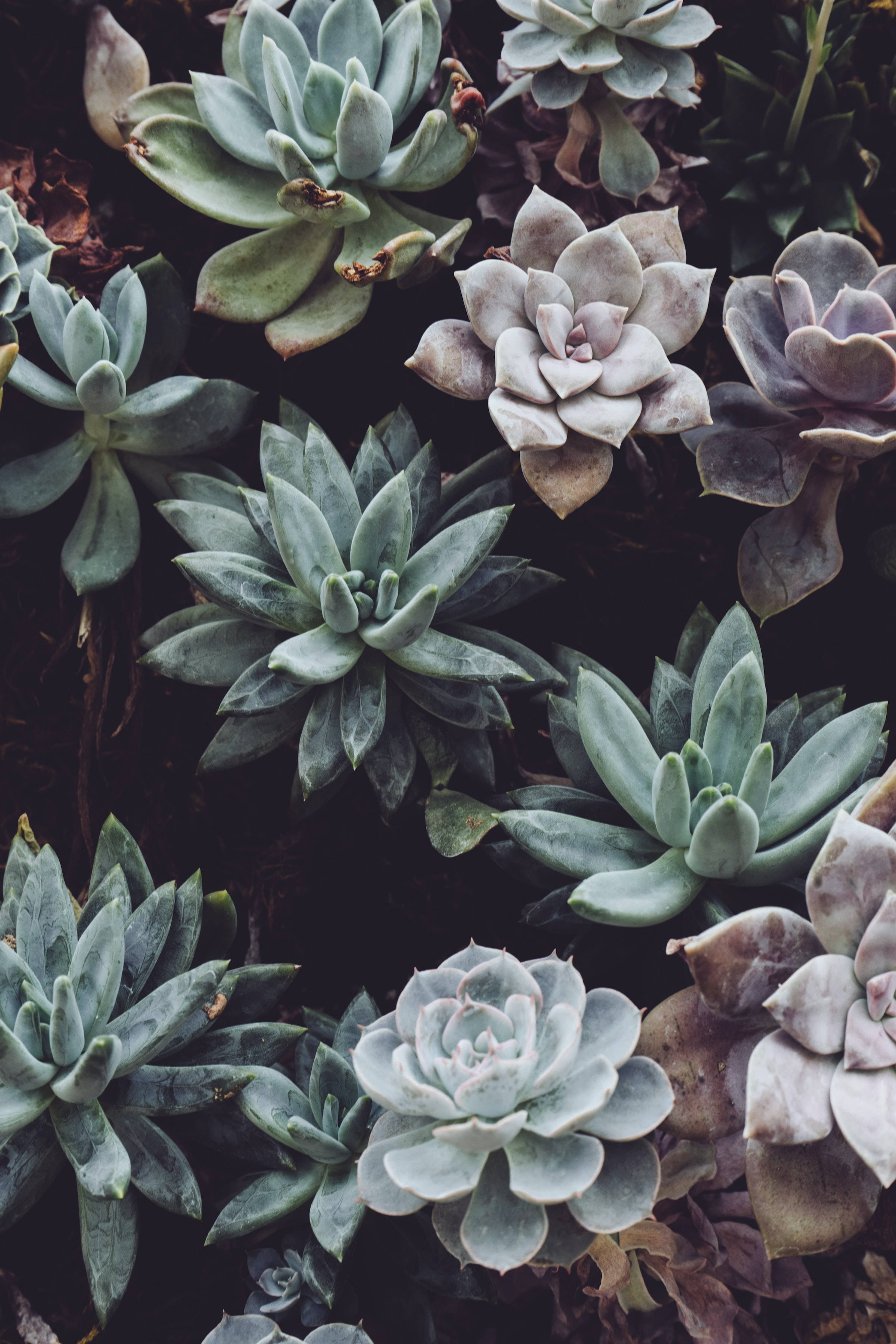 succulent plants, muted green, gray tones, 2K Phone Wallpaper
