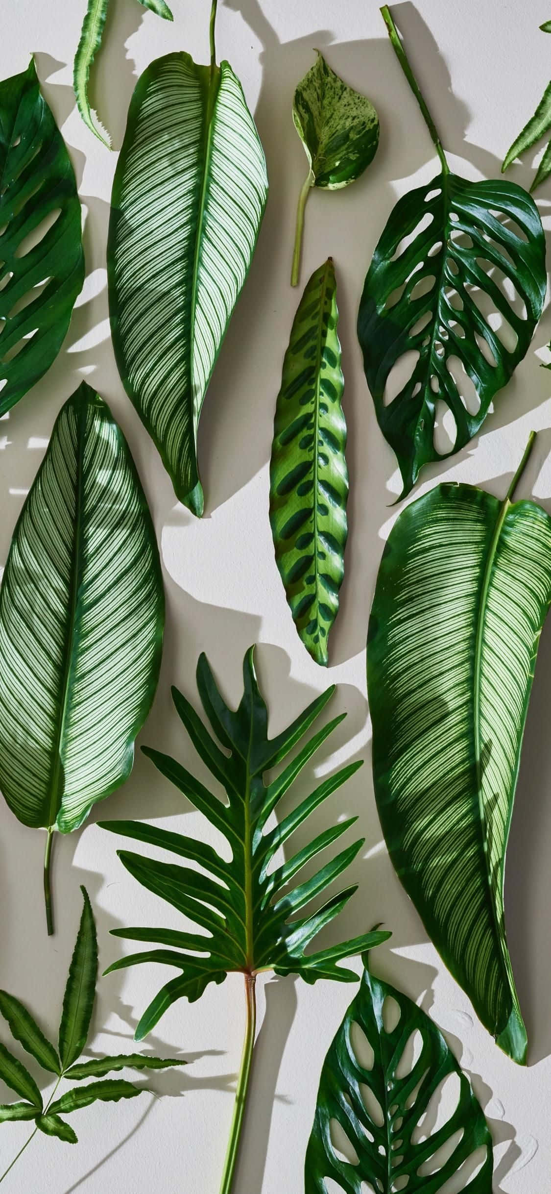 green plant aesthetic, tropical leaves, intricate patterns, Full HD Phone Wallpaper