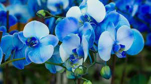blue orchid variety, vibrant blue orchids, delicate petals, SD Desktop Wallpaper