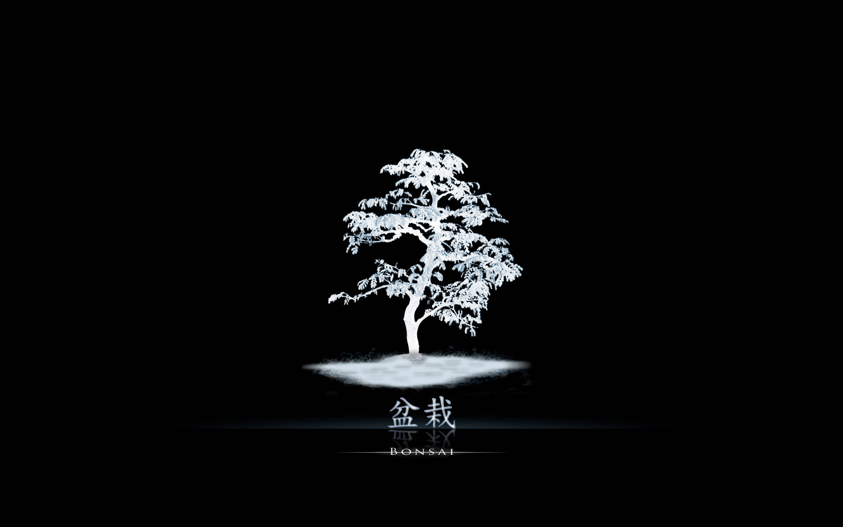 bonsai, Japanese tree, white, HD Desktop Wallpaper