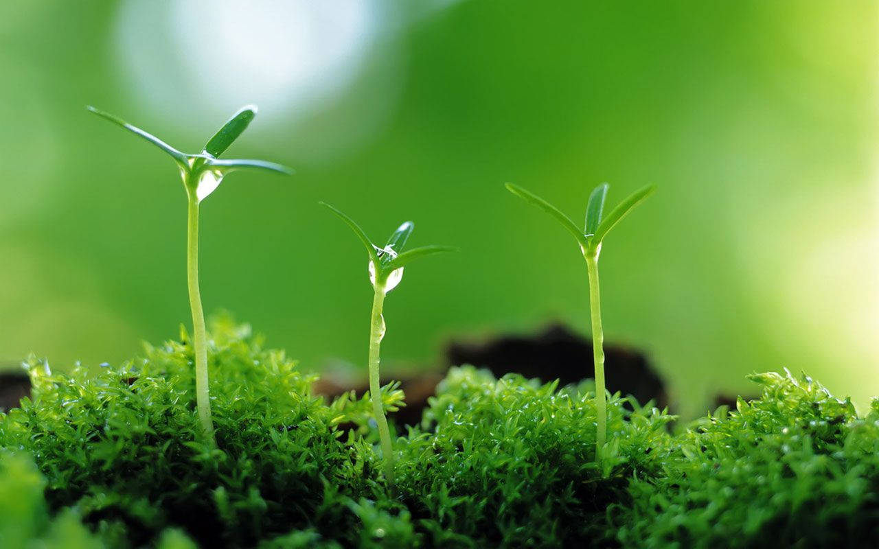miniature green plant, green seedlings, vibrant moss, HD Desktop Wallpaper