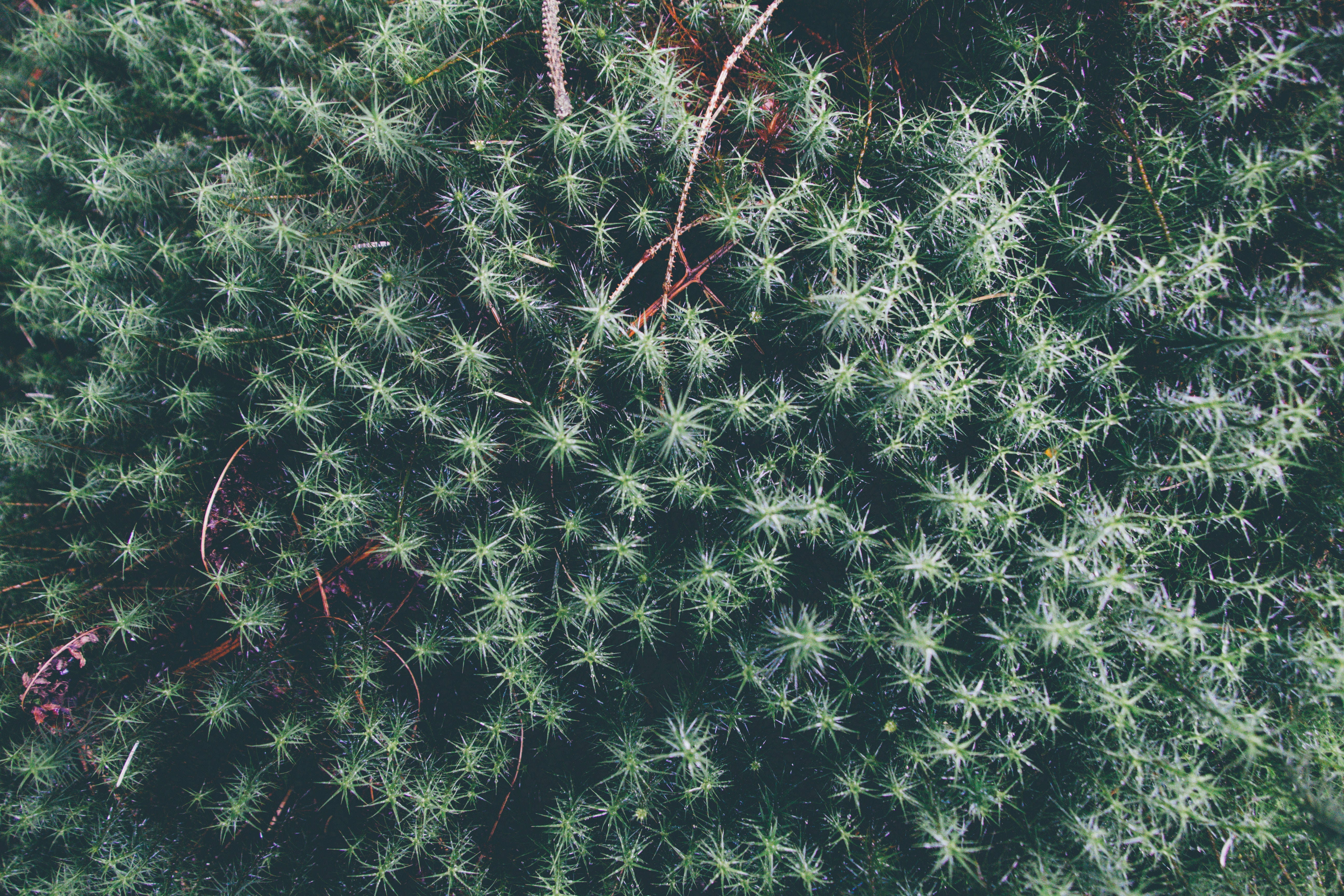 bush leaves plant, vibrant green moss, starburst-like tips, 5K Desktop Wallpaper