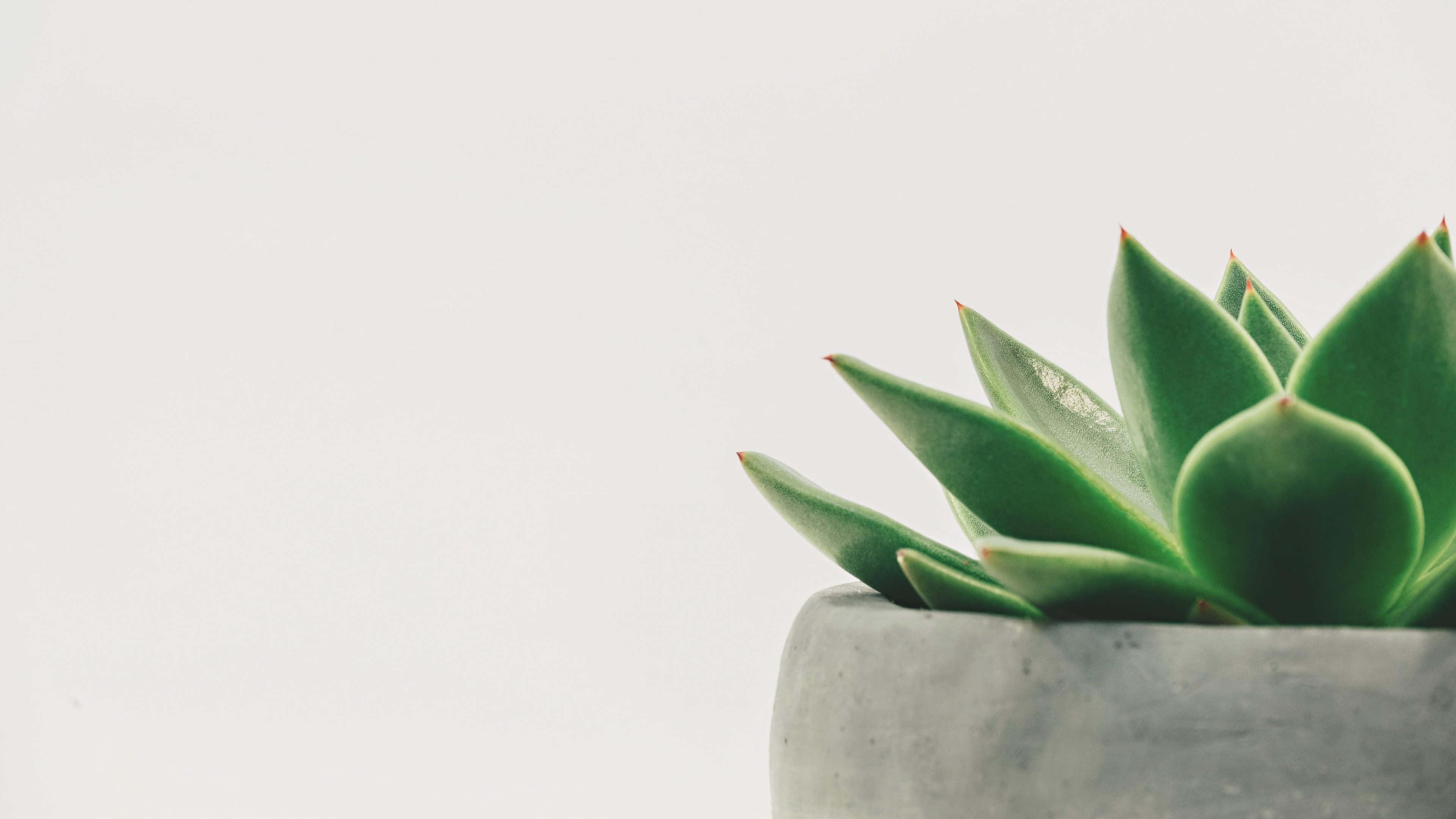 succulent, pointed leaves, gray concrete pot, 4K Desktop Wallpaper