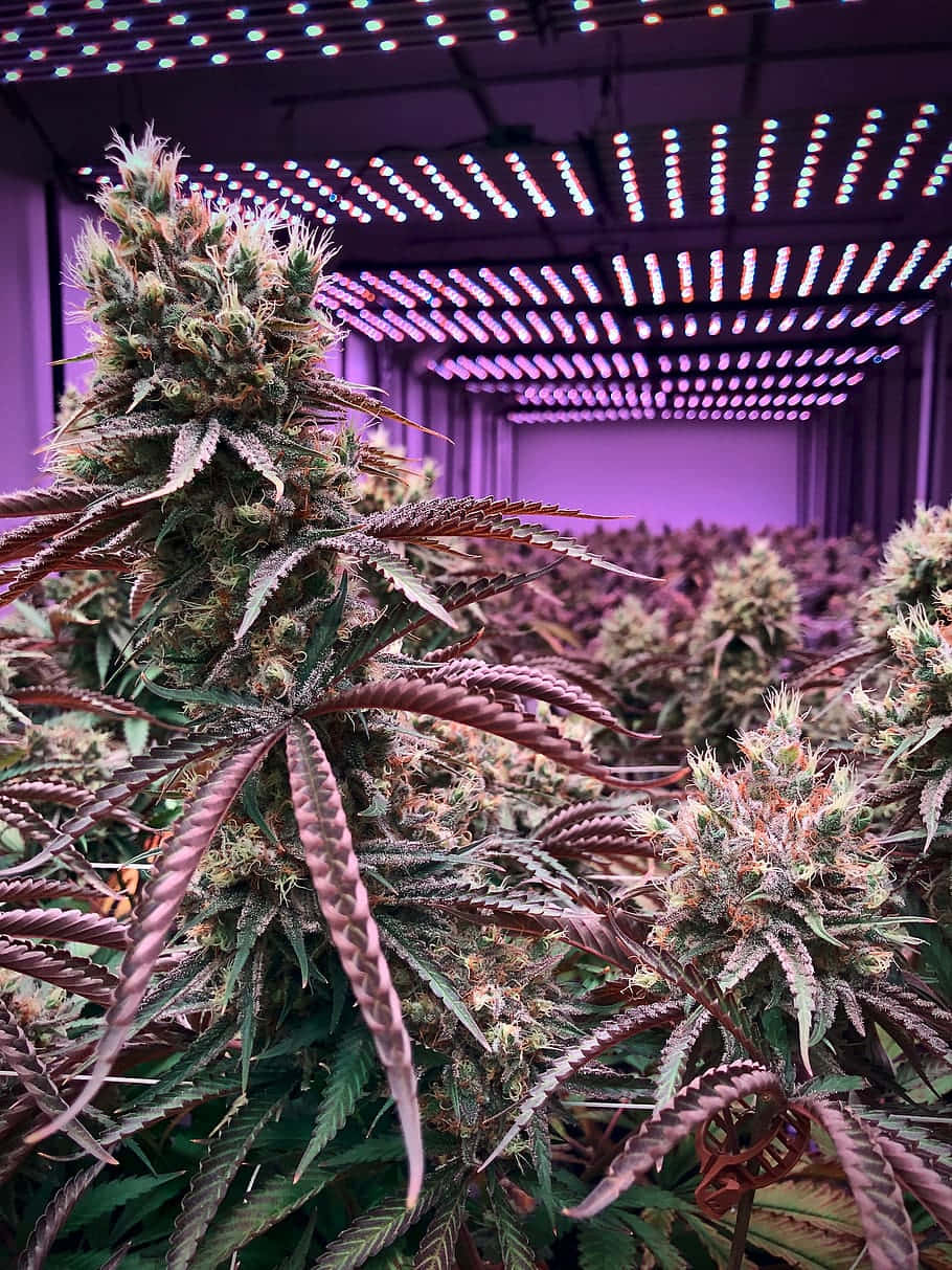 cannabis bud garden, lush cannabis plants, vibrant purple grow lights, SD Phone Wallpaper