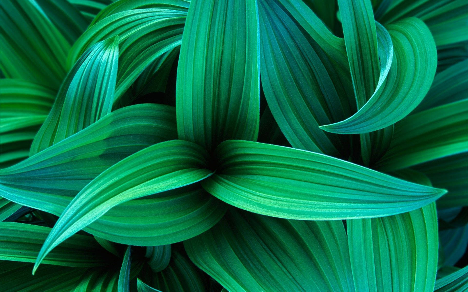 linear green plant, emerald green, sharp veins, Full HD Desktop Wallpaper