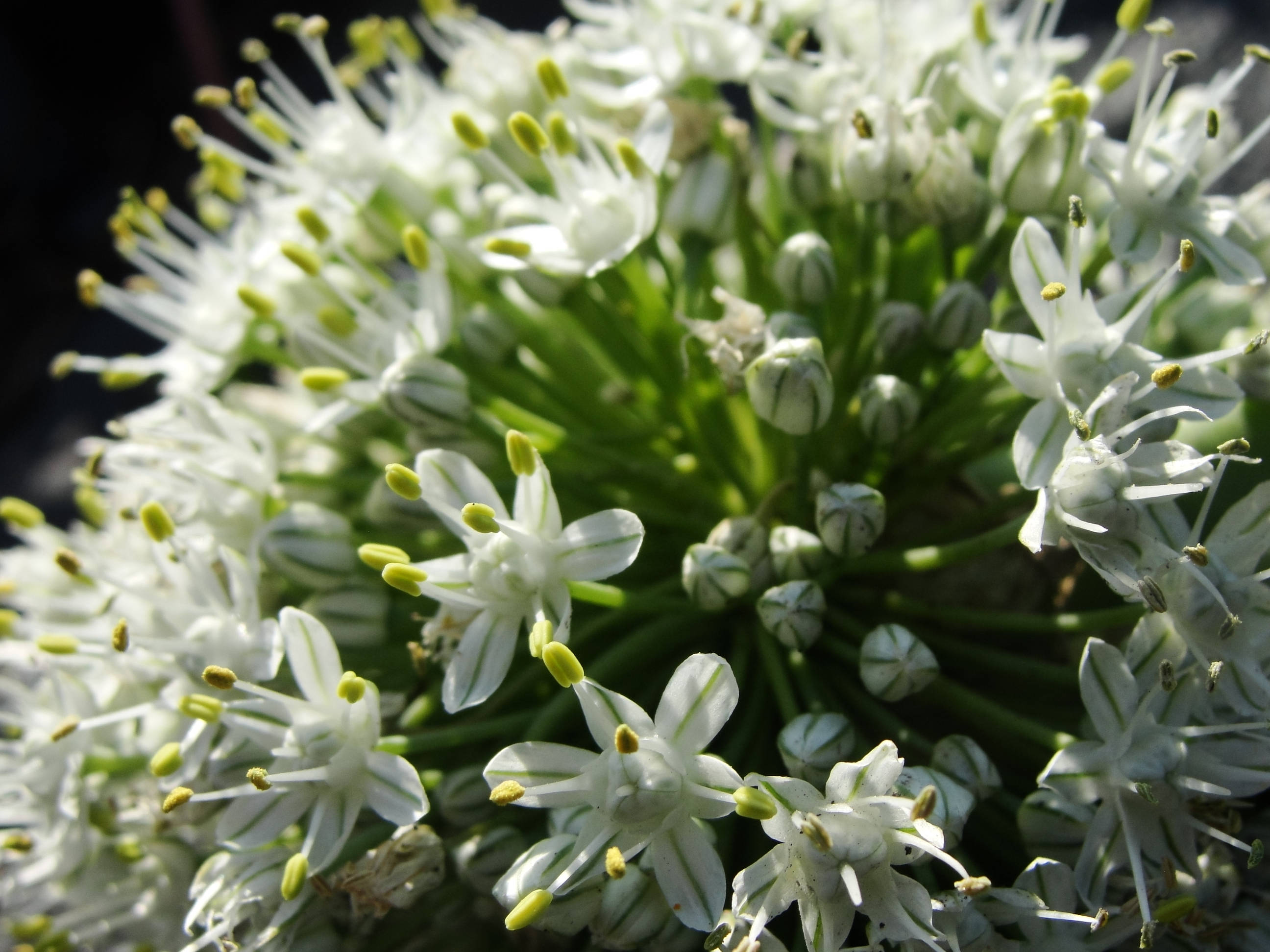 white flowers, yellow stamens, green buds, 2K Desktop Wallpaper
