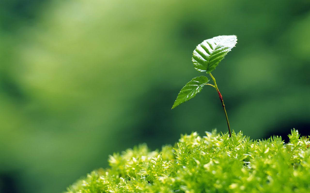 simple green plant, vibrant green sprout, two leaves, HD Desktop Wallpaper