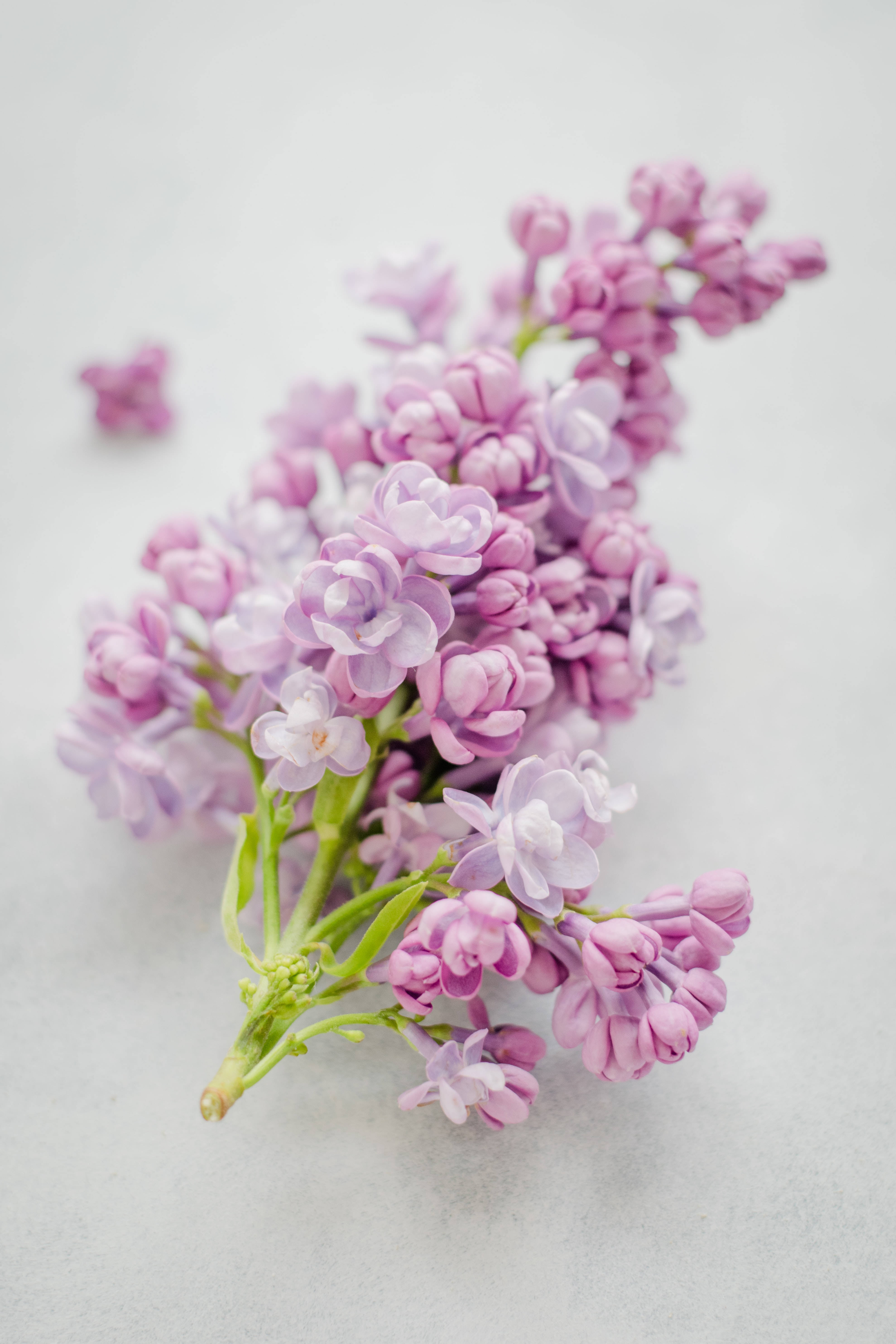 pink lilac, soft purple lilac flowers, green stems, 5K Phone Wallpaper