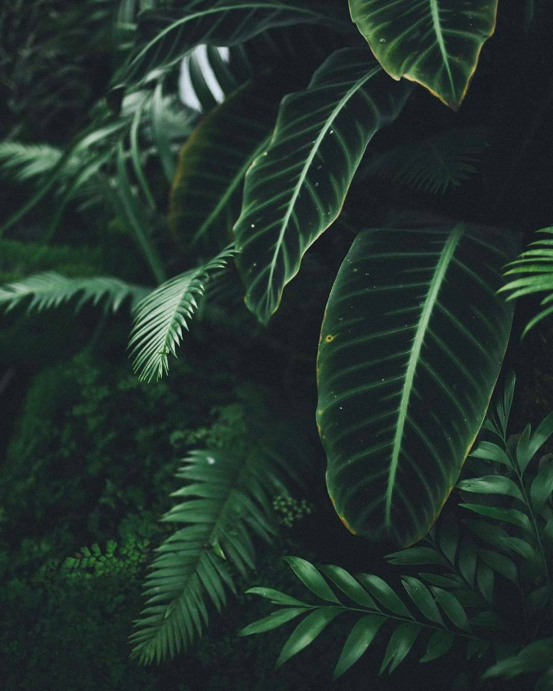 green jungle plants, tropical foliage, large veined leaves, HD Phone Wallpaper