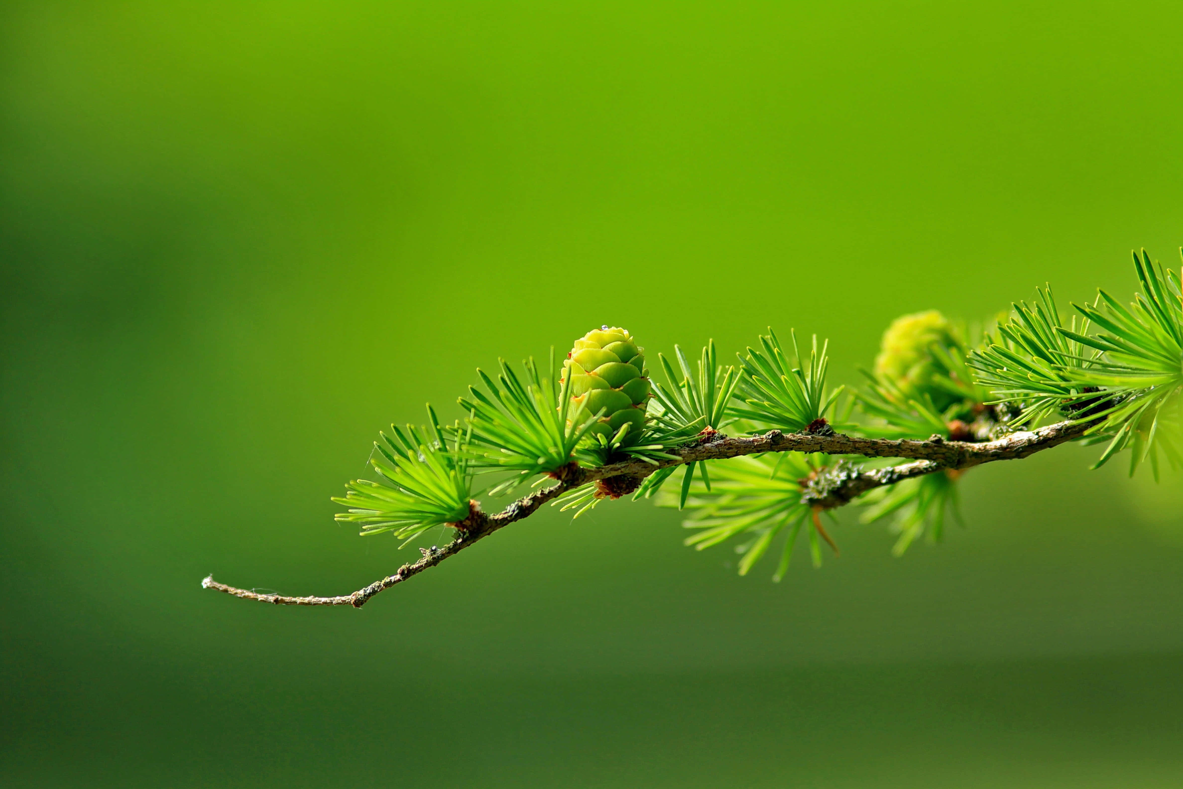 pine branch, fresh green needles, tiny cones, 4K Desktop Wallpaper