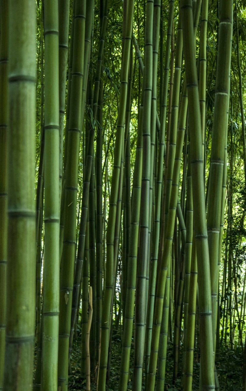 bamboo plant cluster, iPhone, tall slender green bamboo stalks, HD Phone Wallpaper