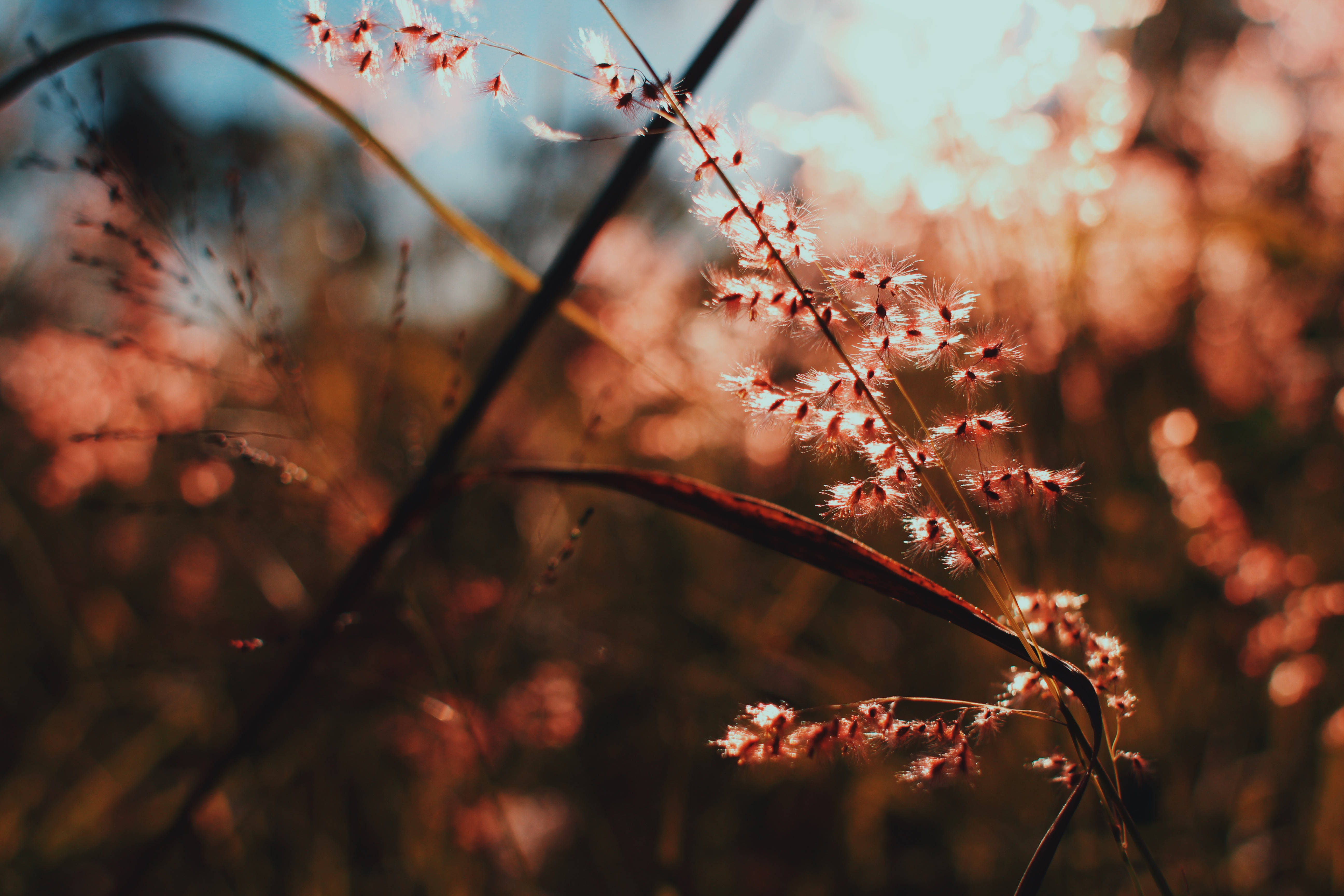golden sunset light, delicate feathery grasses, soft dreamy bokeh effect, 5K Desktop Wallpaper