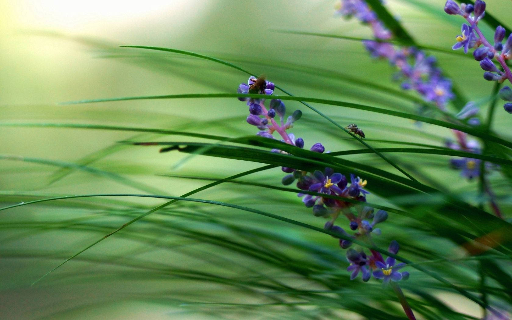 violet flower, bee, purple flowers, HD Desktop Wallpaper
