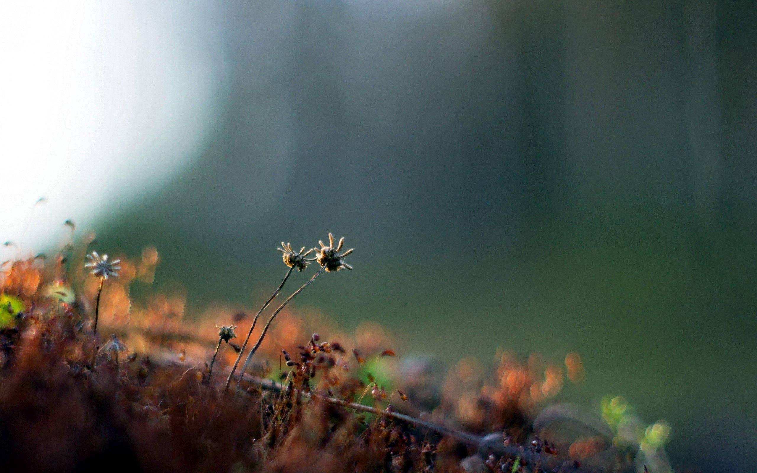 moss flowers, soft morning light, blurred forest backdrop, 2K Desktop Wallpaper