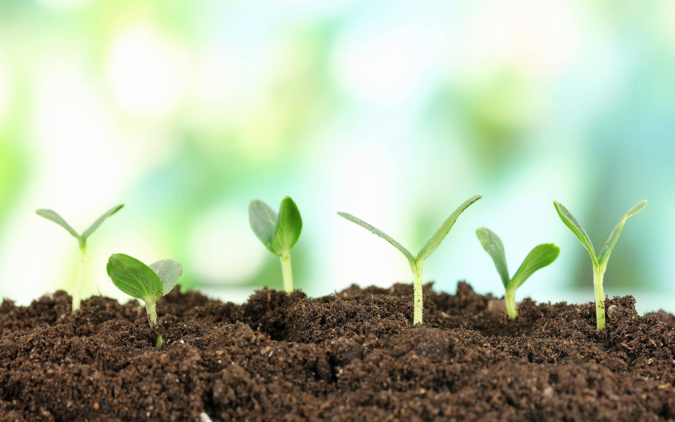 green tiny plant, tiny green seedlings, rich dark soil, 2K Desktop Wallpaper