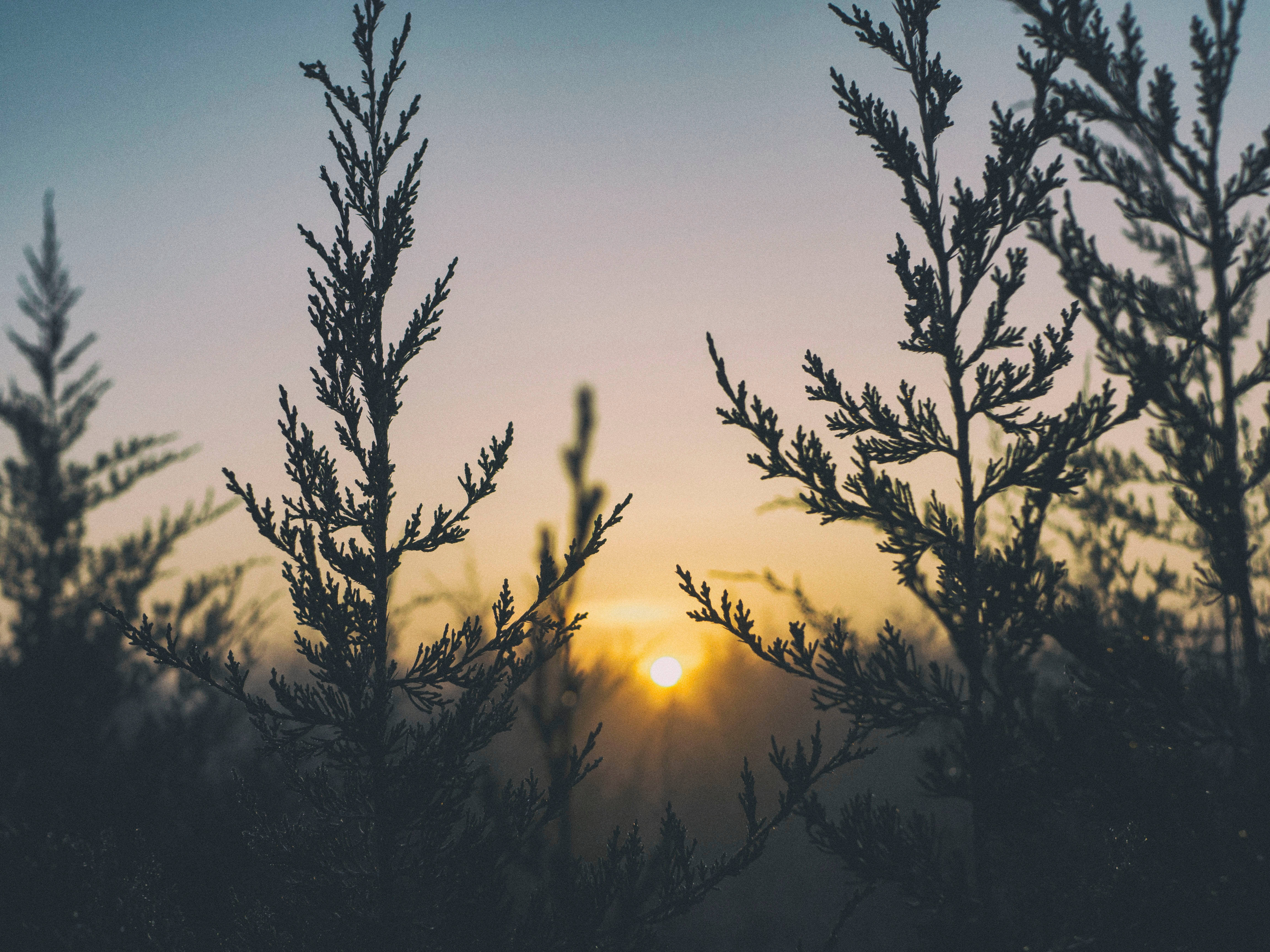 evergreen branches, glowing sun, hazy horizon, 4K Desktop Wallpaper