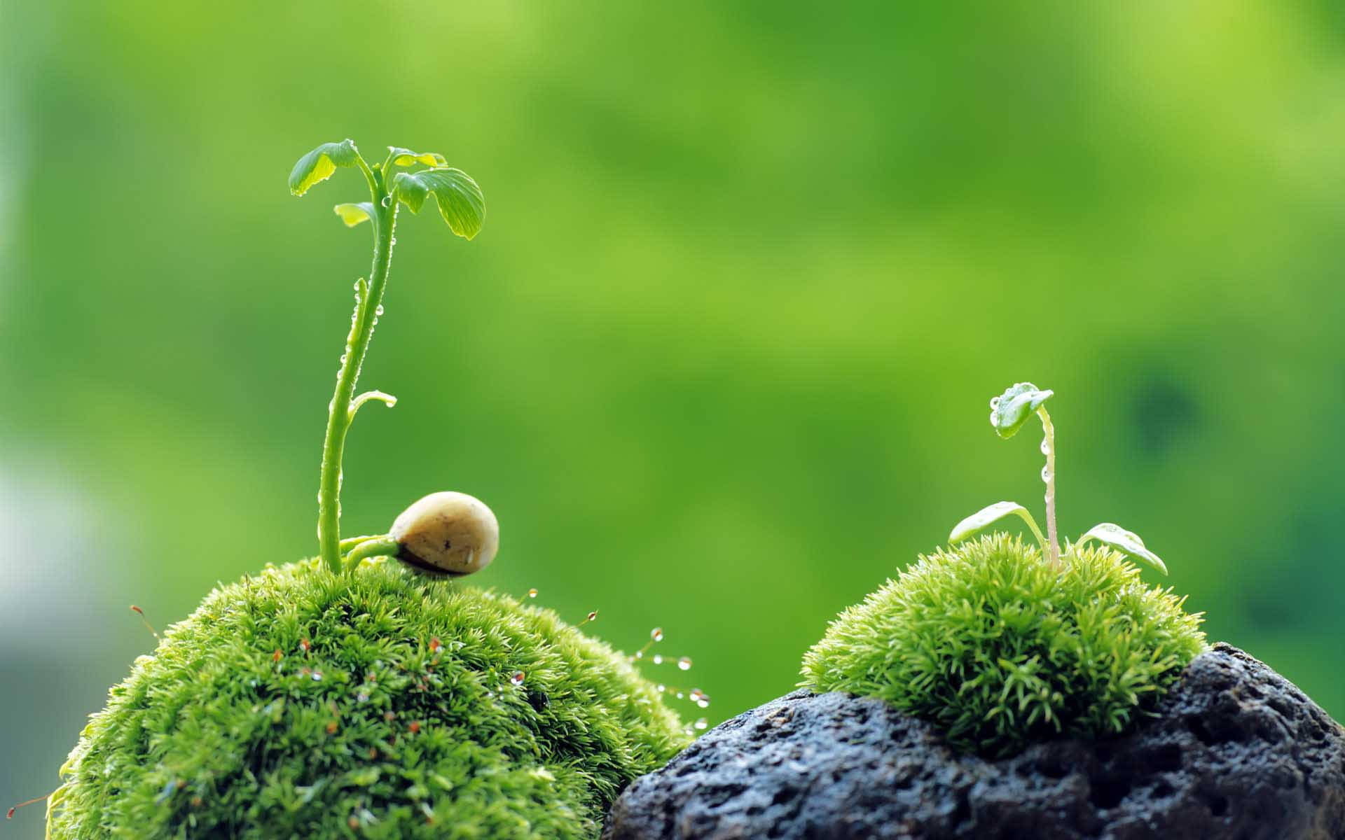 Perfect Macro Plant, seedlings, mossy rocks, Full HD Desktop Wallpaper