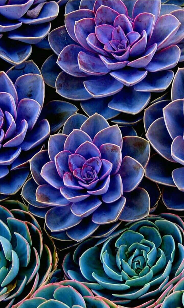 succulent, iPhone, vibrant blue, SD Phone Wallpaper