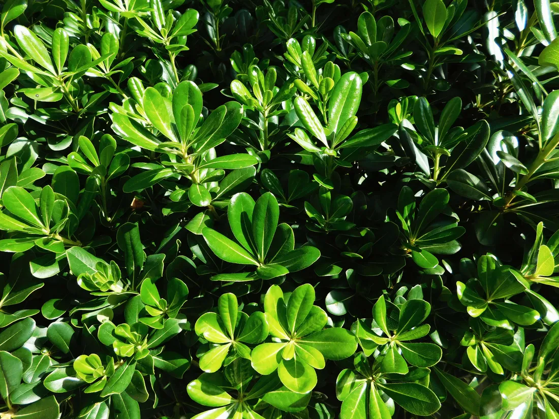 Plants Texture