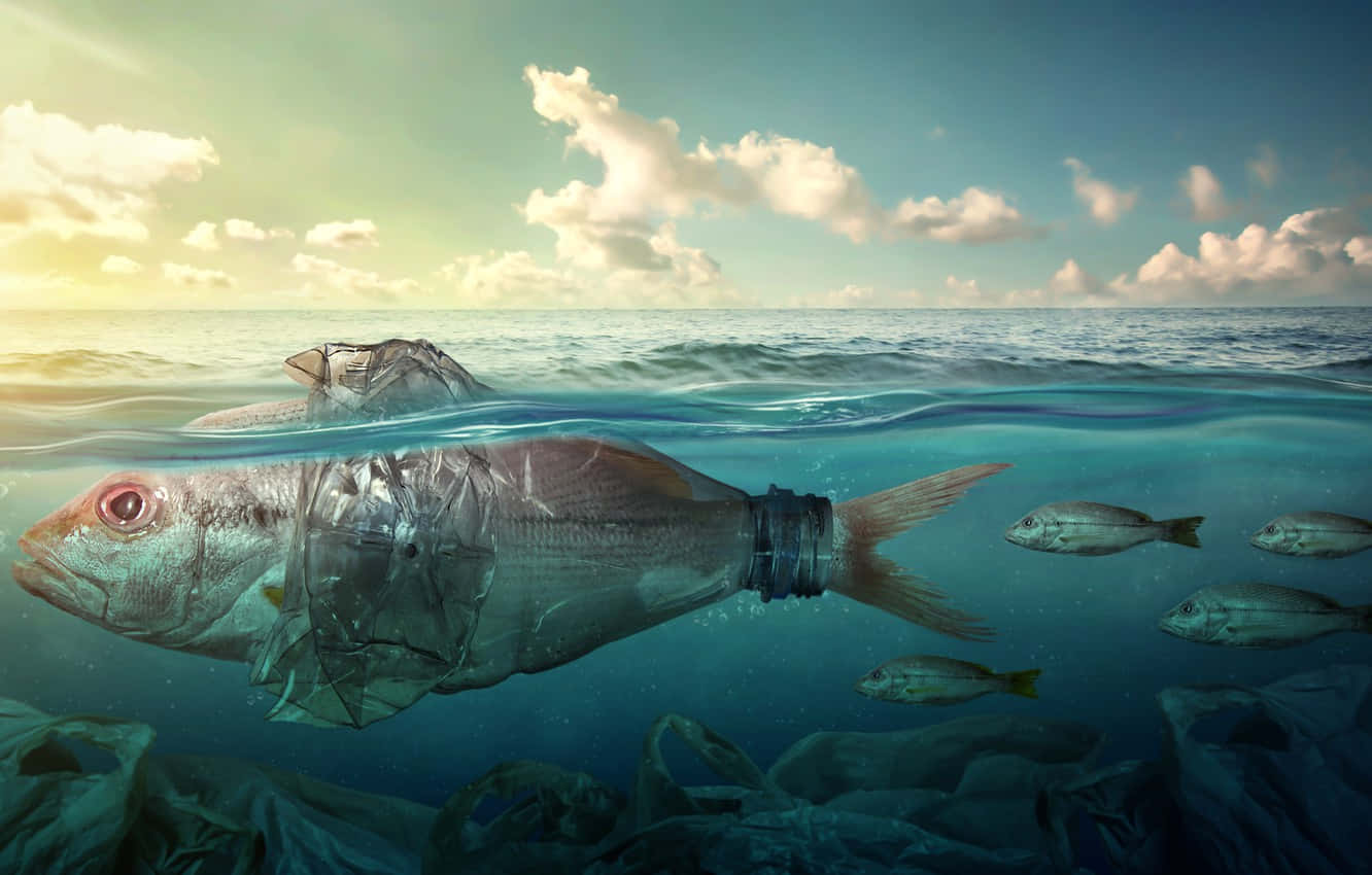 Plastic Pollution, fish, plastic, HD Desktop Wallpaper