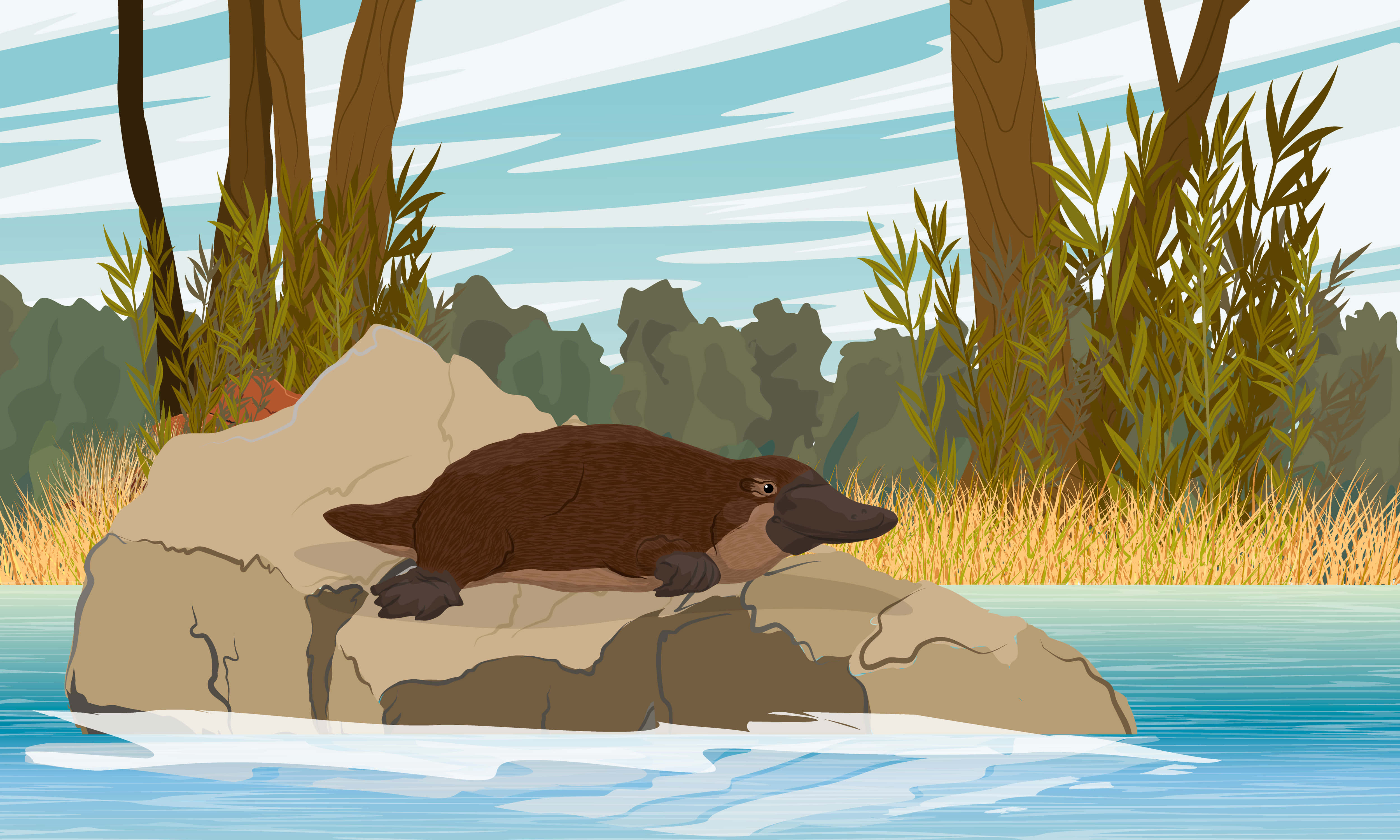 platypus, riverbank, sunlit rock, 4K Desktop Wallpaper