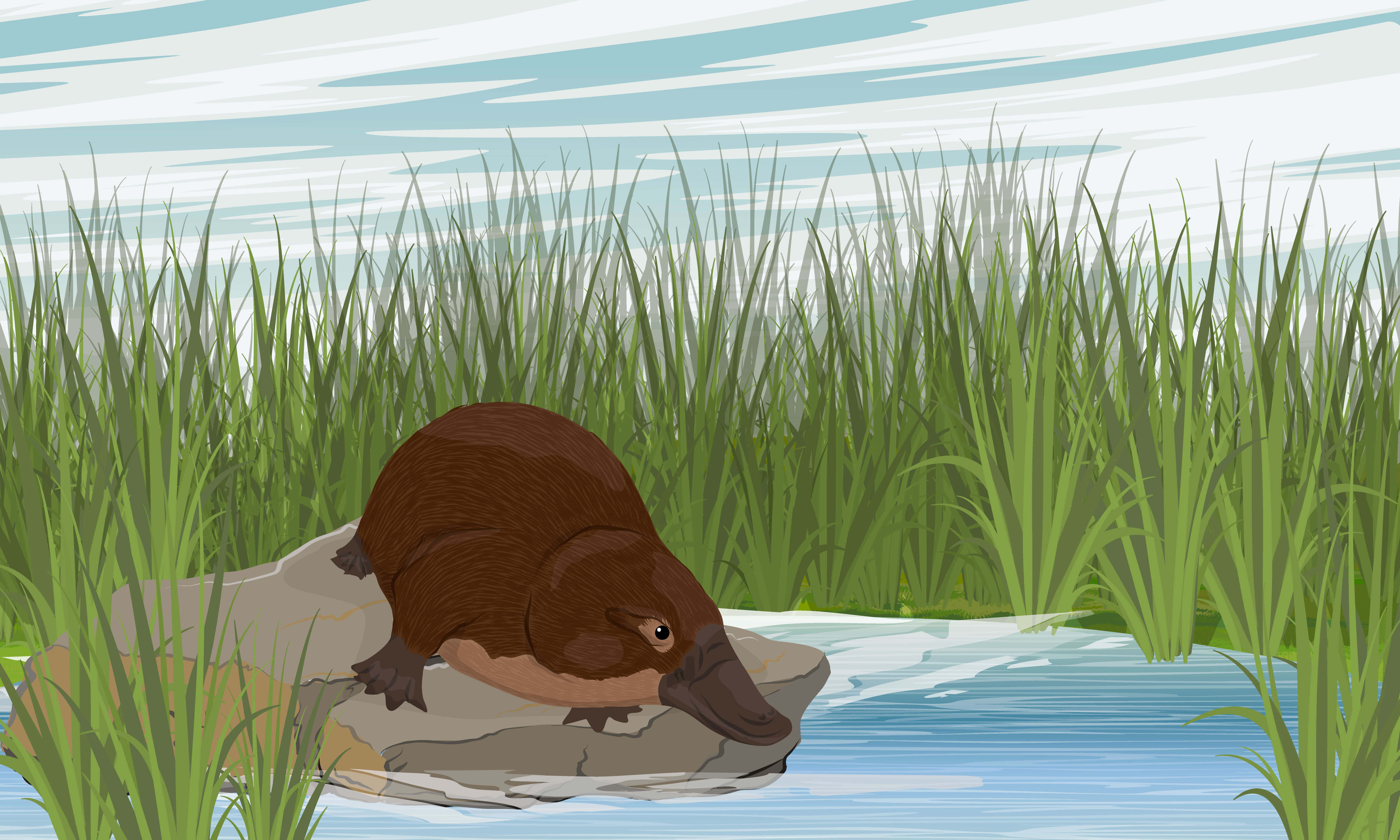 platypus, natural habitat, shallow stream, 4K Desktop Wallpaper