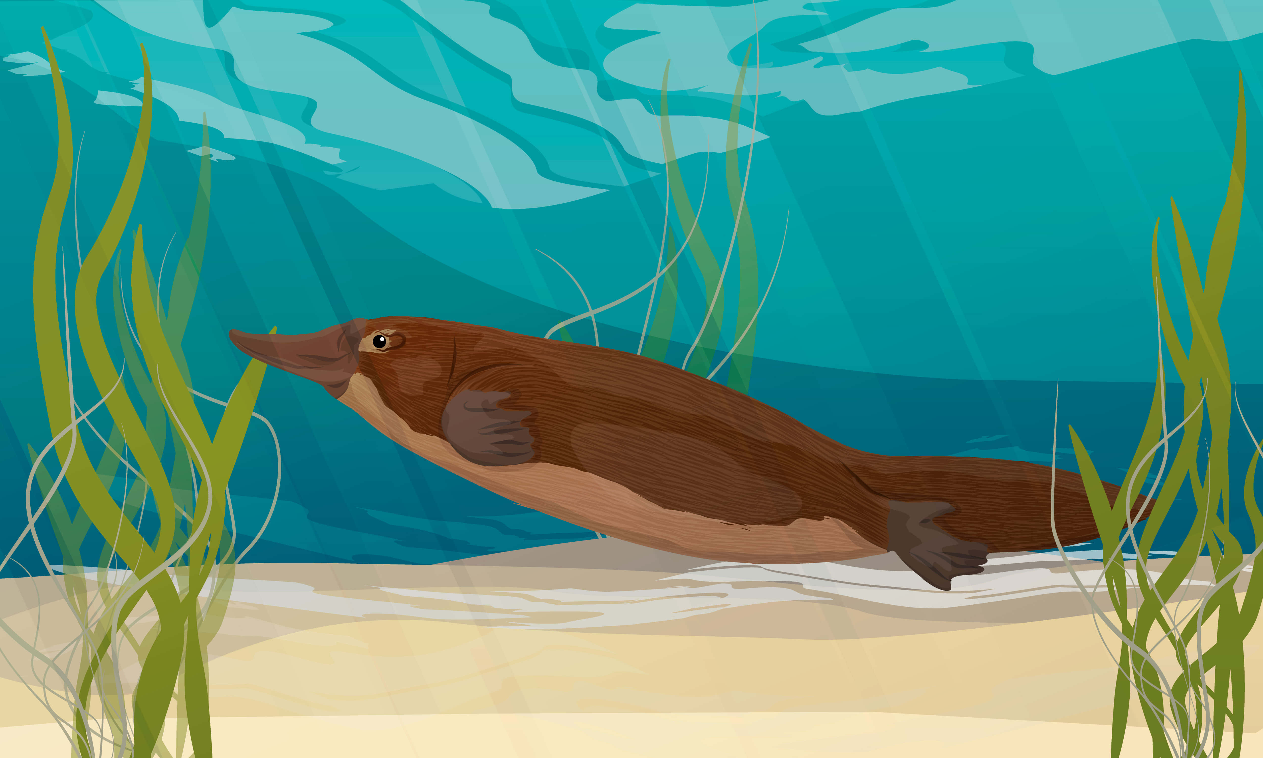 platypus, turquoise water, green aquatic plants, 4K Desktop Wallpaper