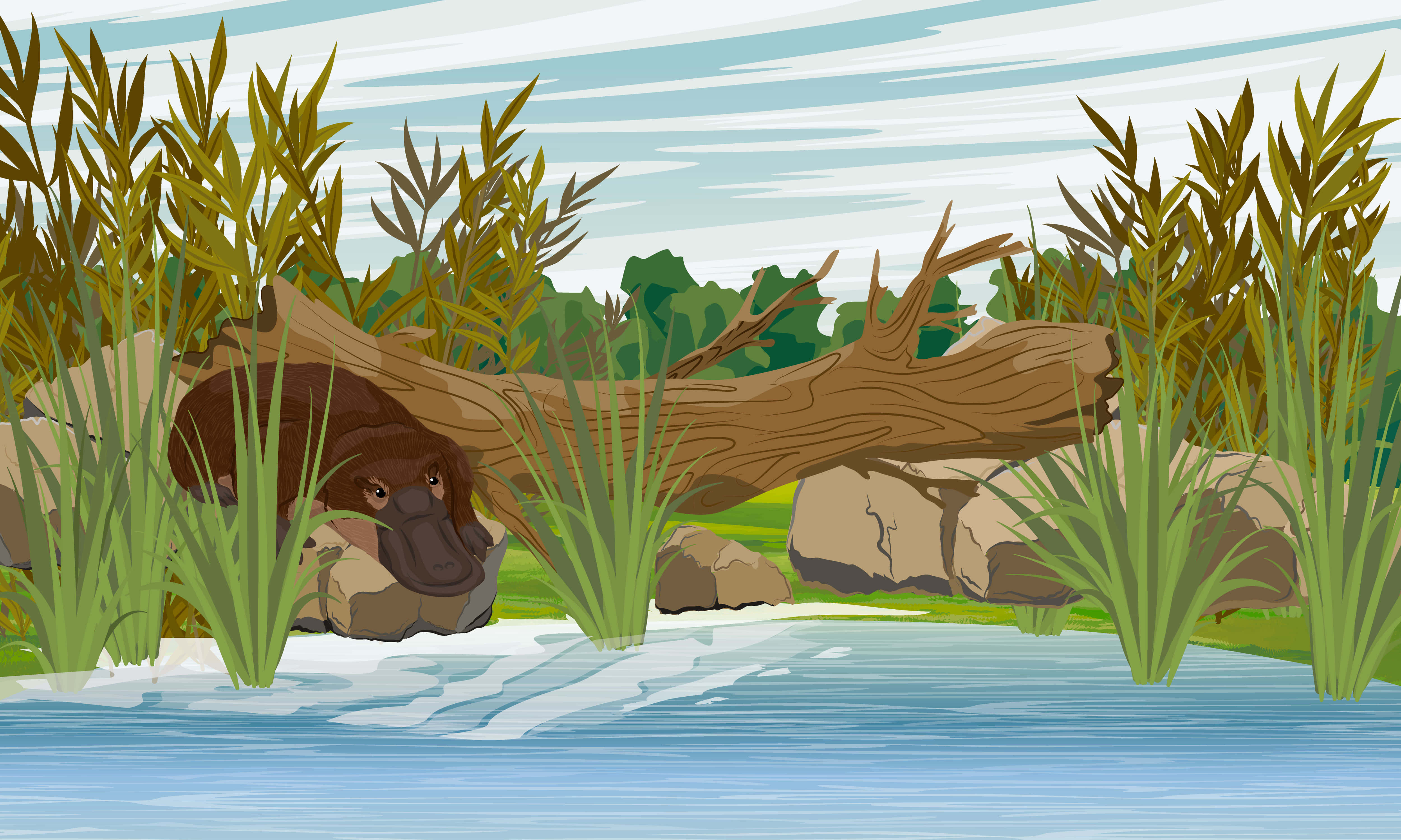 platypus, natural habitat, shallow stream, 4K Desktop Wallpaper