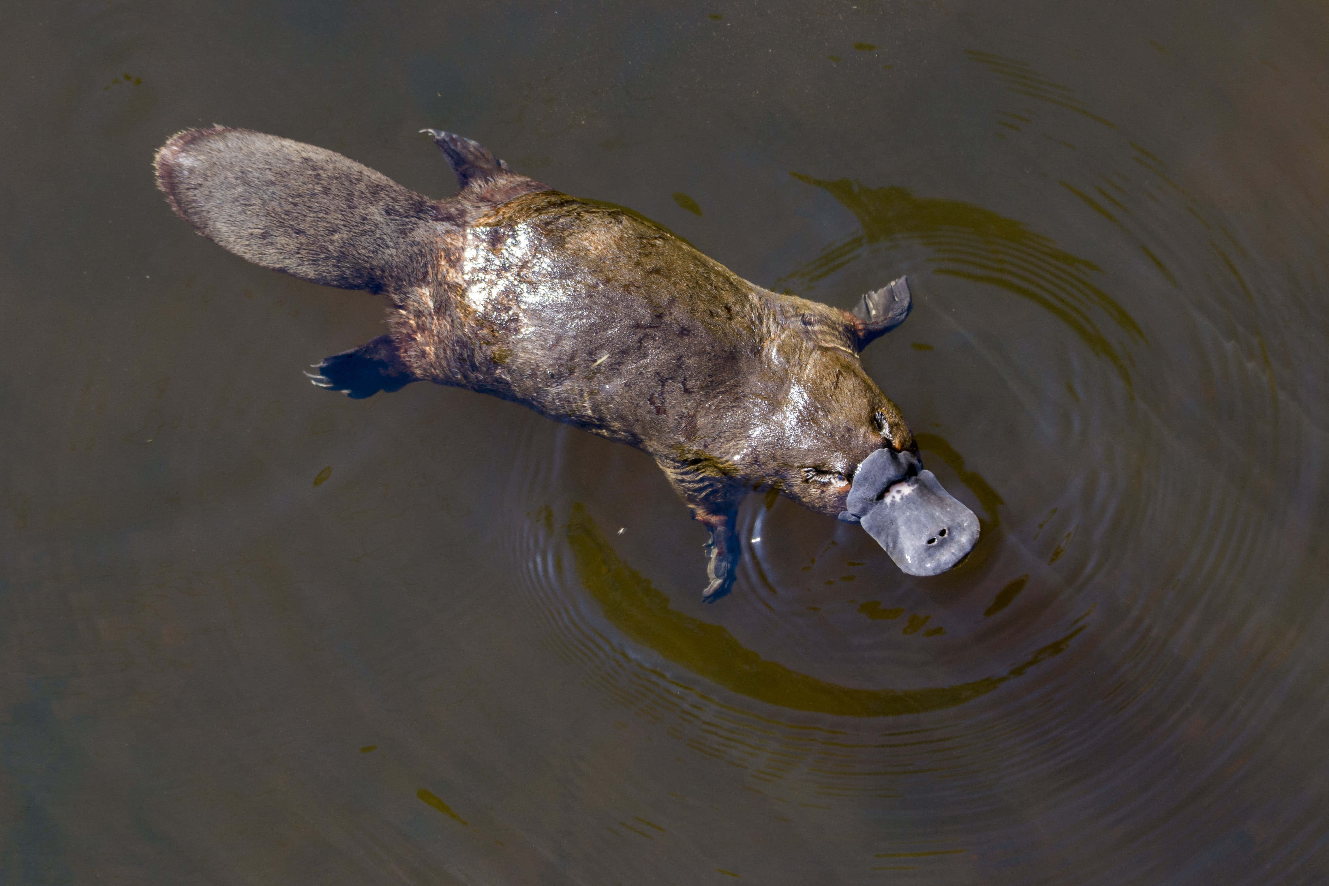 platypus, murky water, broad flat tail, 4K Desktop Wallpaper