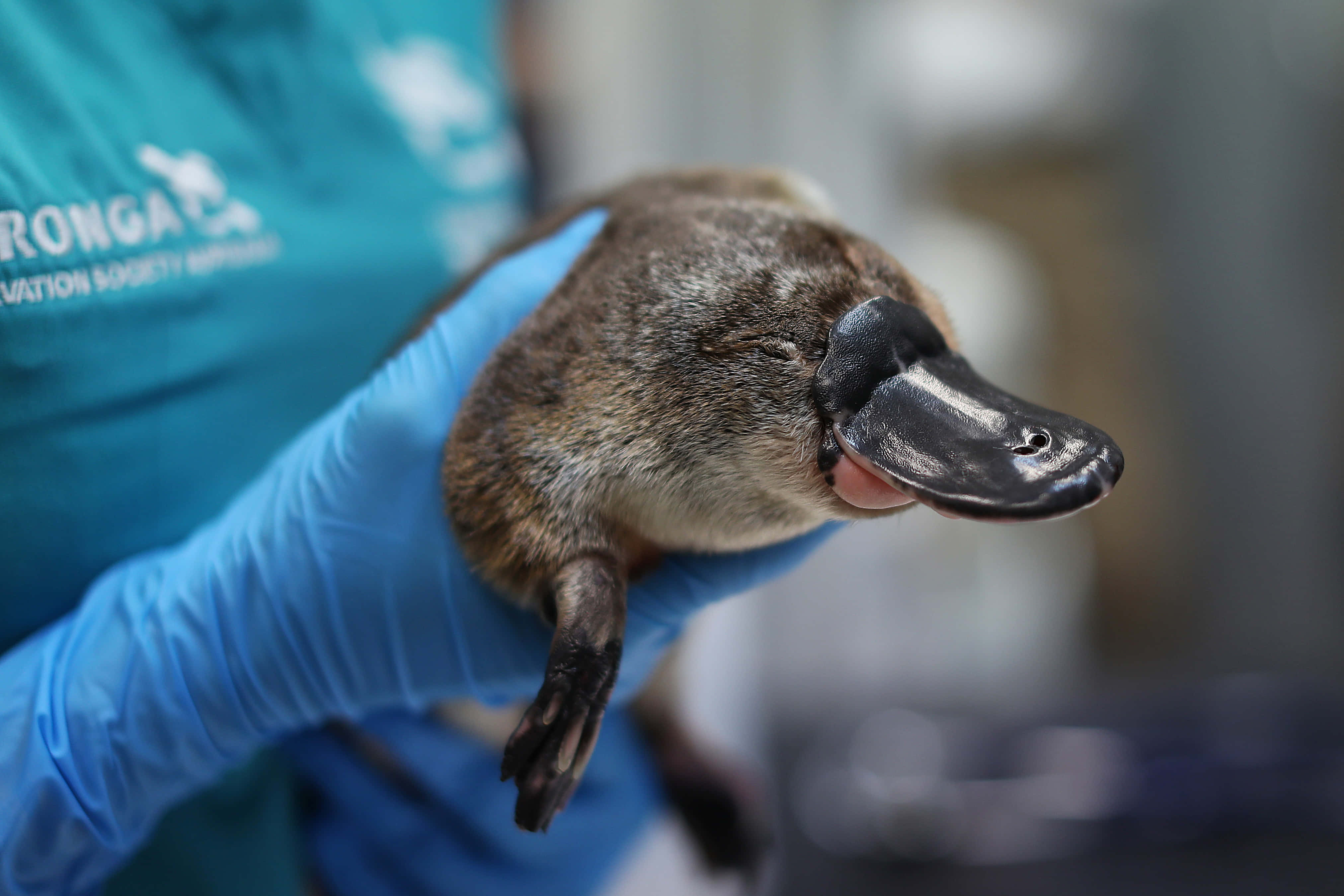 platypus, gloved hand, distinctive bill, 4K Desktop Wallpaper