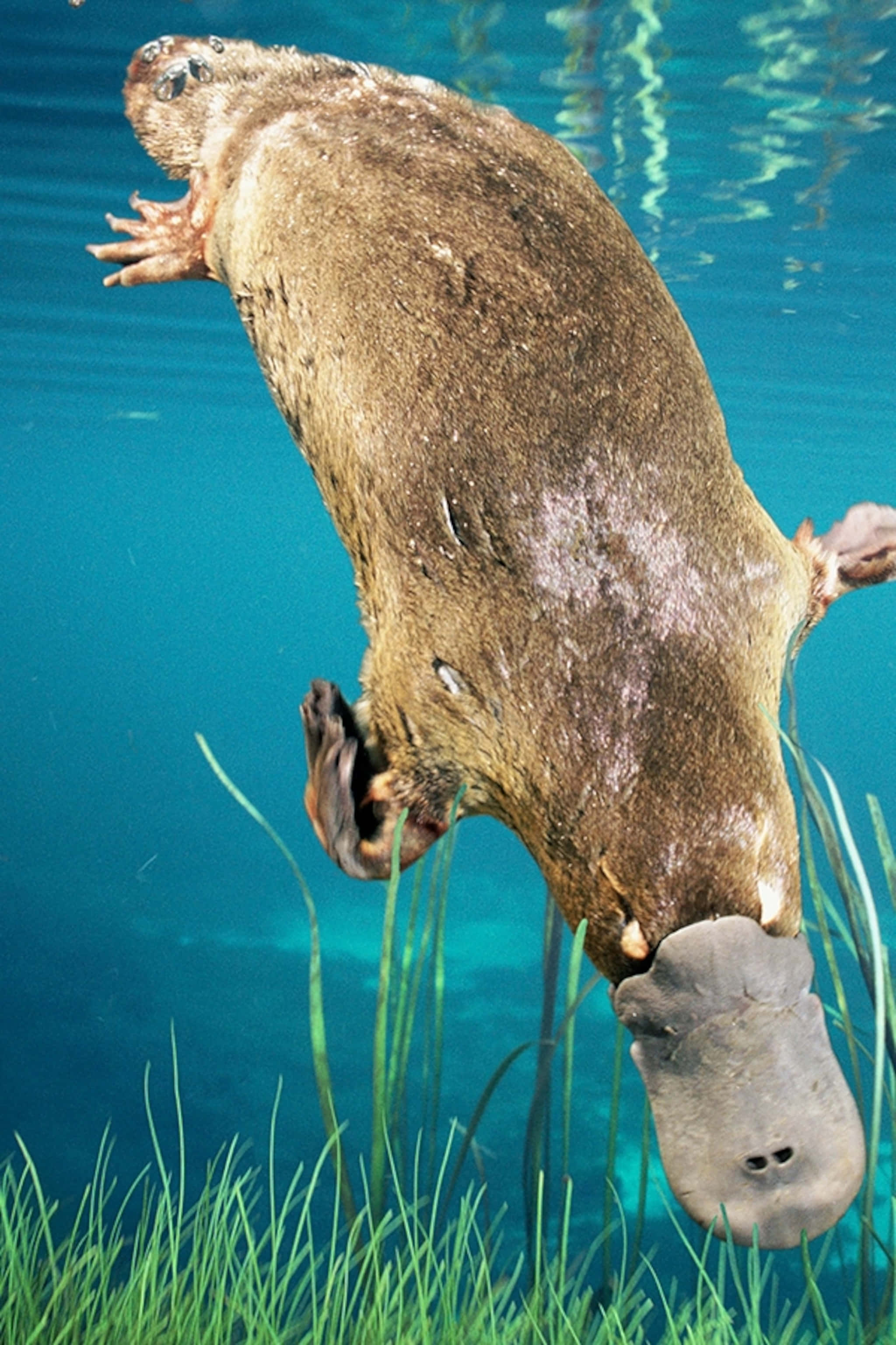 platypus, green aquatic grass, clear blue water, 2K Phone Wallpaper
