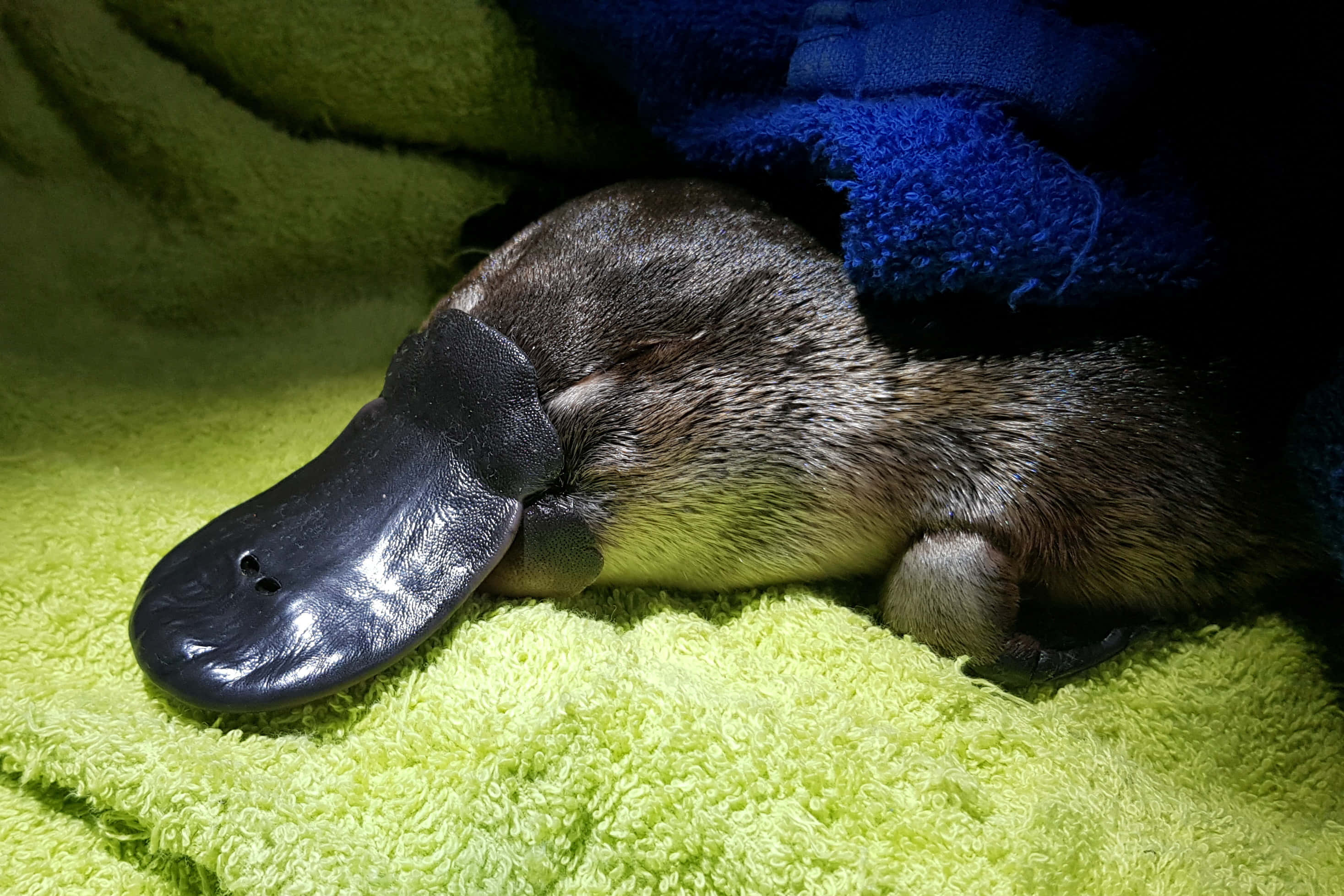platypus, green towel, blue towel, 2K Desktop Wallpaper