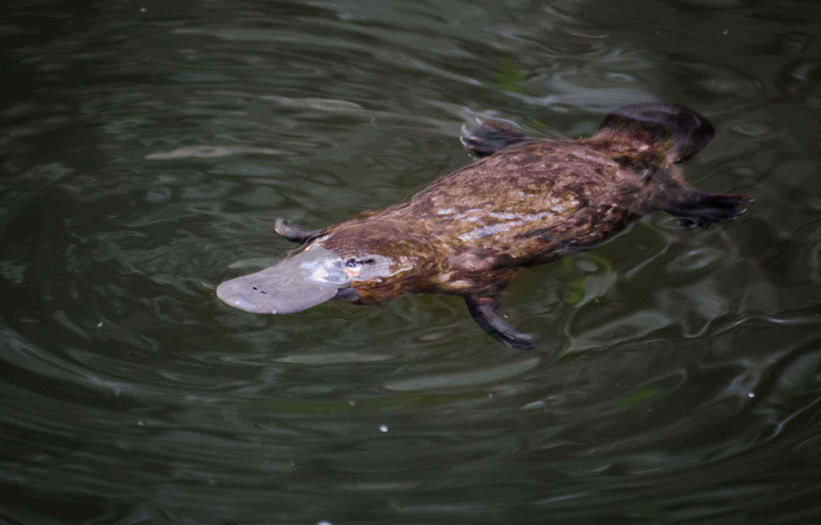 platypus, murky water, flat snout, 2K Desktop Wallpaper